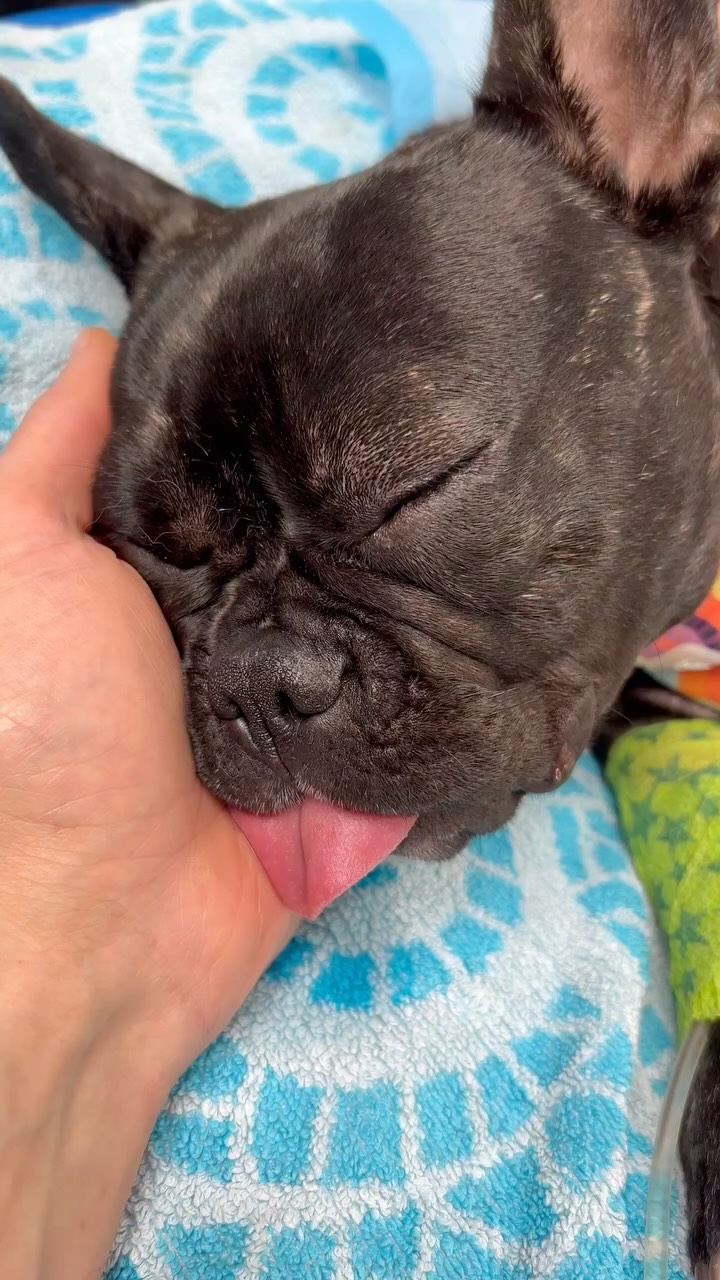 Així de tranquil·la es despertava la Xata després de la seva esterilització ❤️