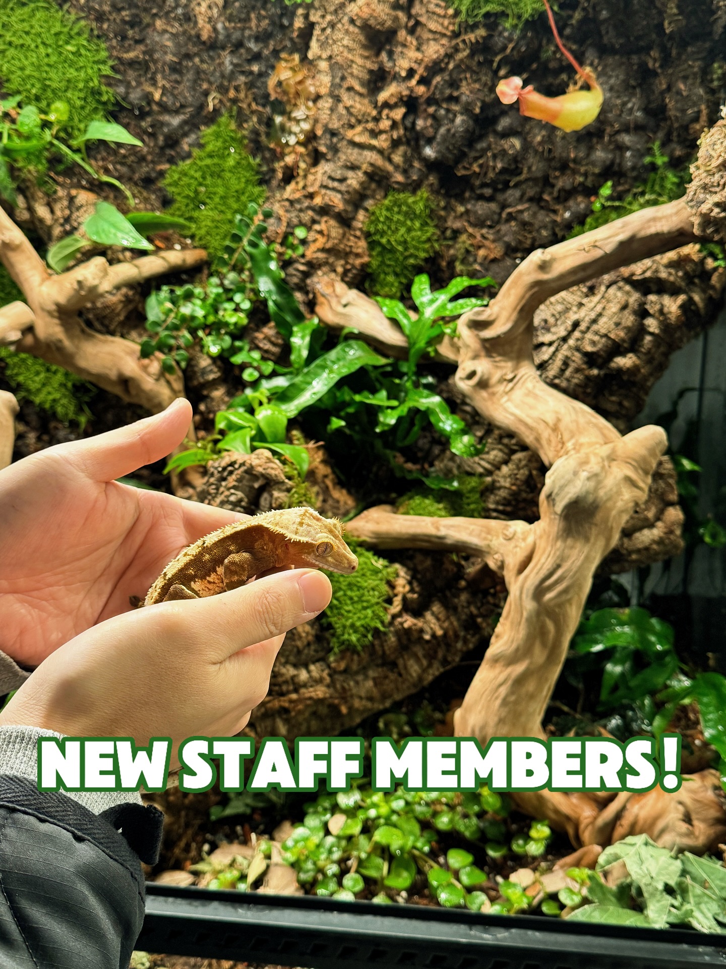 Meet our newest staff members — Simba & Nala 🦎💚
A lovely crested gecko couple joining the family!
Please give them a warm welcome ✨
#crestedgecko #vivarium #reptilelover