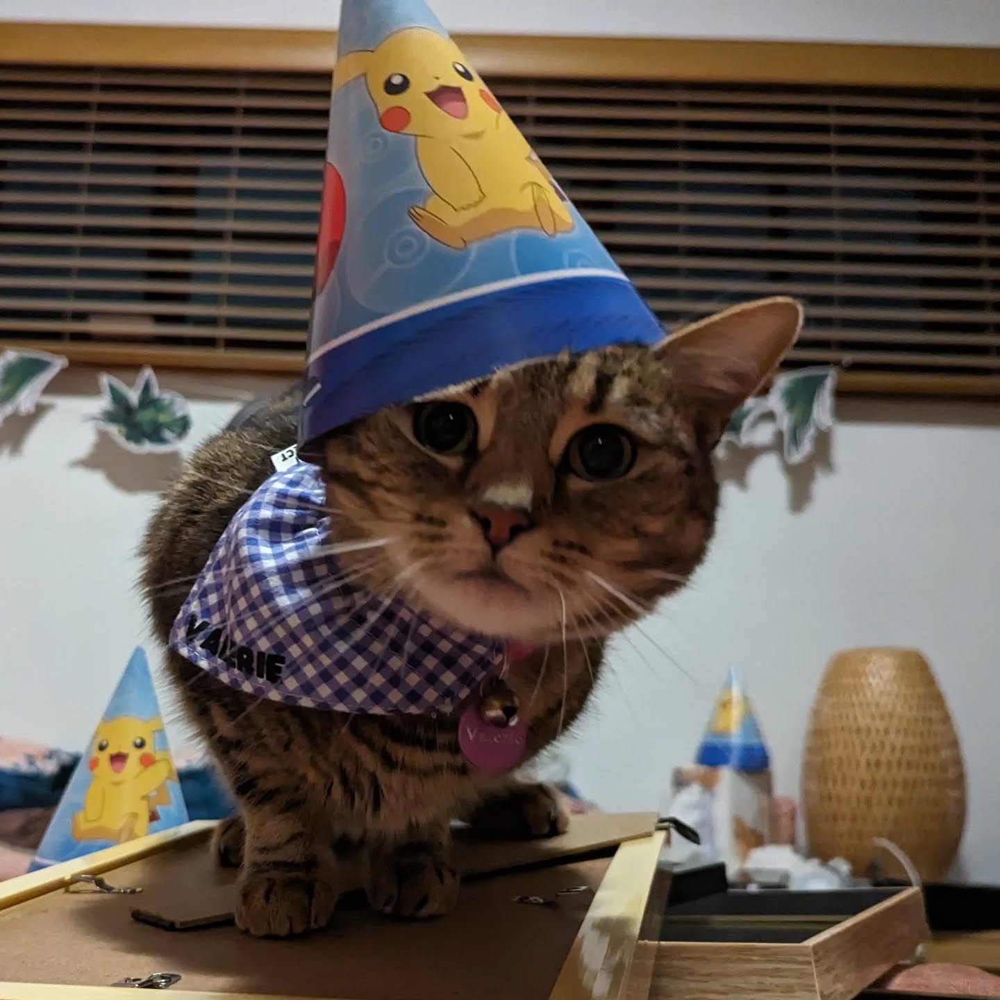 Today would have been the sixth birthday of a little cat who taught me a lot about behaviour, communication and the beauty of unique personalities.
Valerie was a young stray who arrived with a big voice, big opinions and a whole lot to say. She reminded me every day that behaviour is communication and that even the sassiest exterior can hide a gentle, sensitive soul. She adored children, made friends with every species she met and approached life with full confidence and honesty.
Losing her earlier this year was incredibly hard, and it has been a powerful reminder of how deeply our animals shape our lives.
💙For anyone who has lost a pet recently, please know you’re not alone. Grief for an animal is real and valid and it reflects the impact they had on your world.
Today her memory is honoured with a little extra love given to her sister cats Shark and Pancake, and with gratitude for the lessons she taught about patience, understanding and embracing individuality.
Here’s to all the pets who leave a mark far bigger than their size