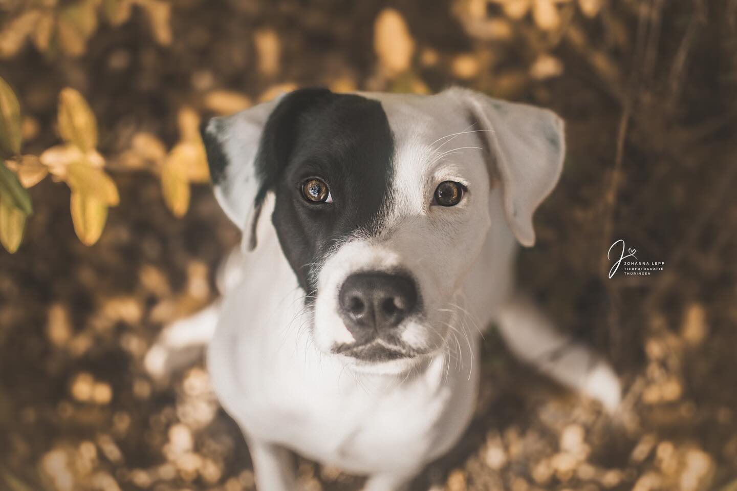 🍂
Startet gut in den Sonntaaaag ☺️
•
📧 info@tierfotografie-thueringen.de
💻 www.tierfotografie-thueringen.de
#hundefotografie #tierfotografie #thüringen #weimar