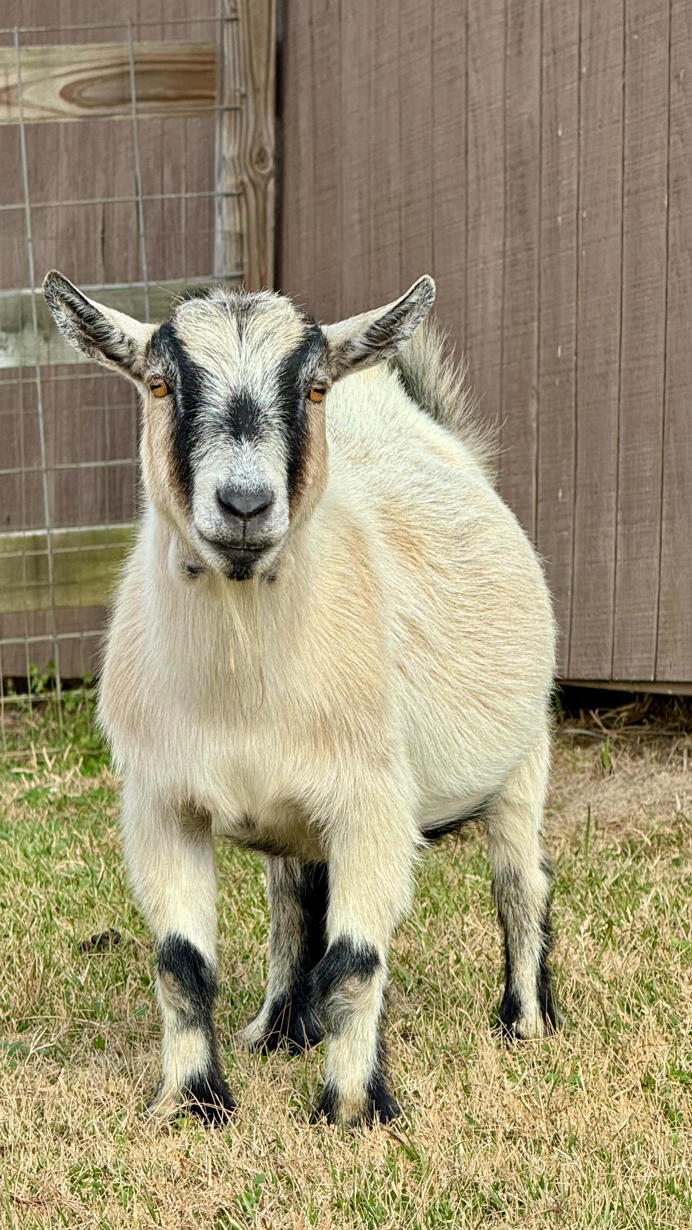 If you’ve ever wondered what life with Nigerian Dwarf and African Pygmy goats is like… allow me to introduce you to Willy and Nilly, our resident snack-powered comedians.
.
A few fun facts:
• What were they developed for?
Nigerian Dwarfs were originally bred for high-butterfat milk, while Pygmy goats were developed as compact, hardy farm companions (and accidental professional troublemakers).
• Life span:
With good care, both breeds can live 12–15 years — long enough to perfect their “I refuse to come when called” routine.
• Favorite foods:
Goat truth: they don’t actually eat everything.
Their real love language is hay, leaves, weeds, and anything you didn’t offer them.
• Special considerations:
Small goats still need secure fencing, regular hoof trims, minerals, and parasite management… plus humans with a high tolerance for shenanigans.
.
Around here, they earn their keep by making us laugh and pretending rules don’t apply to them.
.
Goat people — tell me your best small-goat chaos story. I know you’ve got one.
.
#Willowbrookfarm #farmfashionfamily #wherefashionmeetslife #farmlife #farm #hobbyfarm #hobbyfarmlife #farmchores #farmchoreswithkids #goats #goatworthy #goatlife