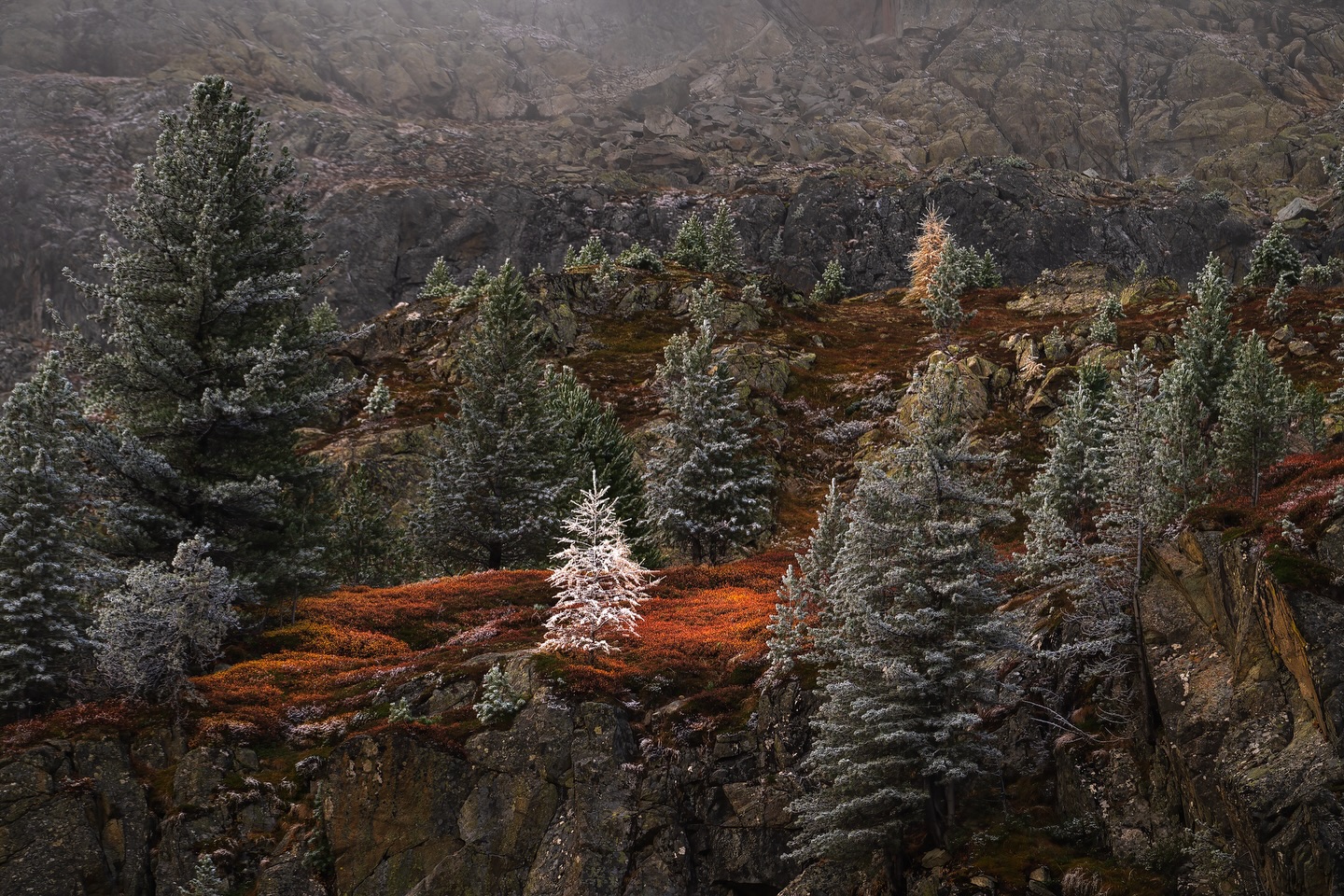 The fall season is almost over and you never know, what Mother Nature is throwing at you. This image from 2 years ago and it was taken in the high mountains of the Swiss Alps.
We got super lucky with the weather conditions as hoar frost covered the larch and Arven trees high up in the Swiss mountains. The Foliage of blueberry bushes and dry grass in contrast to rocks was already spectacular but the hoar frost gave the whole scenery an unreal touch. I love the little frost-covered larch tree surrounded by blueberry bushes - it almost looks like a natural Christmas tree.
#elementsphotomag #intimate_landscape #gdt #mavenfilters #switzerlandwonderland #visualsoflife #wanderlust #switzerland_vacations #bealpine #blickheimat #inlovewithswitzerland #super_switzerland #loves_united_switzerland #thebeautifulswitzerland #ineedswitzerland #thebestofswitzerland #switzerlandpictures #switzerland_wonderland #switzerland_pics #switzerlandmylove #myswisscolors #schweizer_familie #suissebook #ig_naturelovers #bns_switzerland #graubünden #graubuenden #landscapephotography