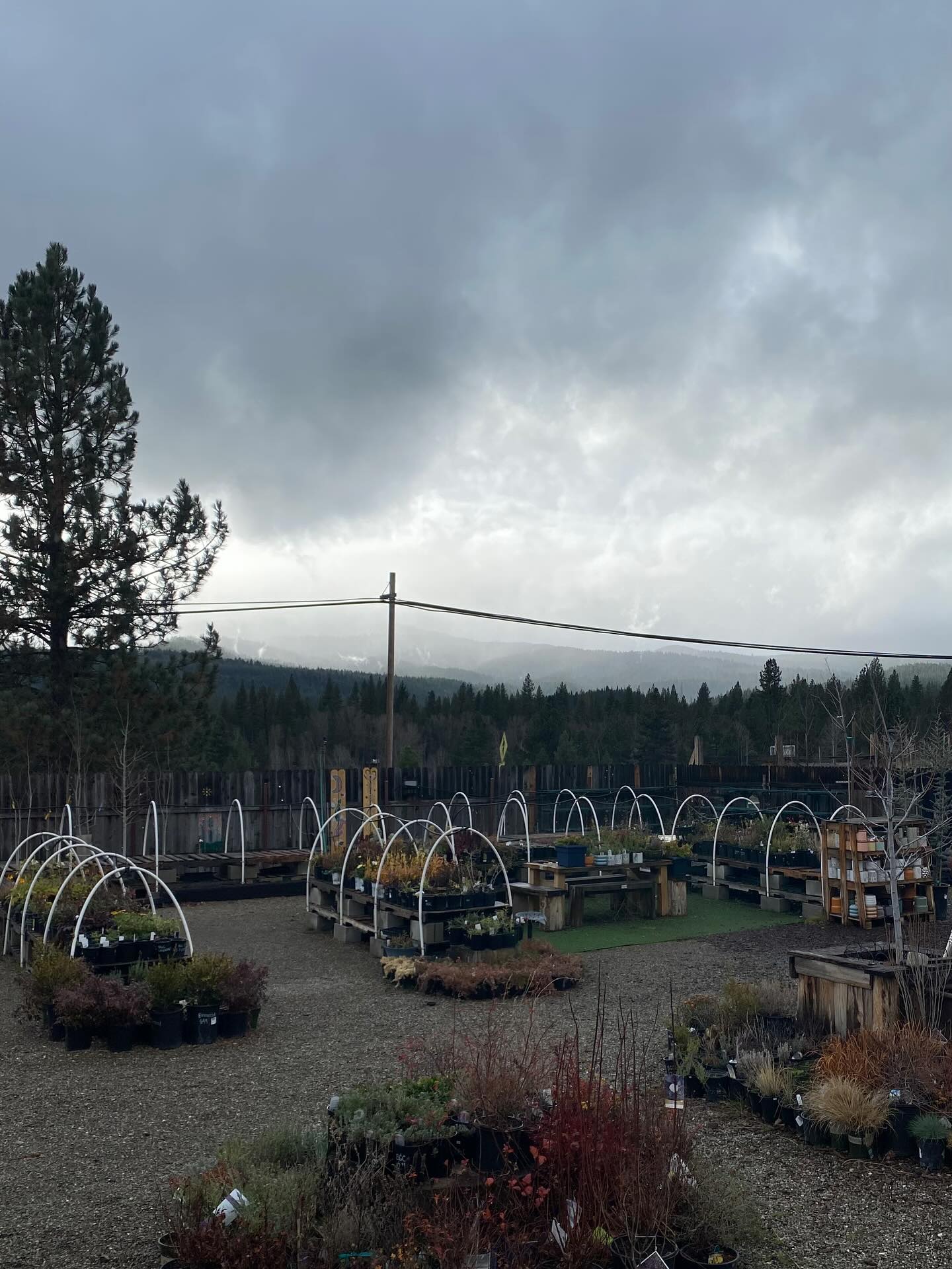 It’s awfully cold at the garden center. We are closing a little early today to go warm up 🥶
See you pre-thanksgiving weekend! 🦃