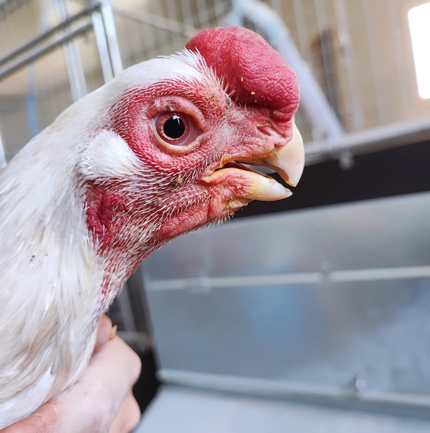 Eleganz auf höchster Stufe.
Parrot beak long tail - Sucht neuen Wirkungskreis, tausch möglich!
_________________________________
𝗩𝗲𝗿𝗳ü𝗴𝗯𝗮𝗿: Bruteier 🐣, Küken 🐥, Junghennen 🐓.
𝗙𝗮𝗿𝗯𝘀𝗰𝗵𝗹ä𝗴𝗲: Silberhalsig gesperbert, Weiß, Schwarz, Gold-weizenfarbig, Blau-Kupfer, Blau-Silber, Gold-Rebhuhn, Silber-Rebhuhn, ...
𝗵𝘁𝘁𝗽𝘀://𝘄𝘄𝘄.𝗯𝗿𝗼𝗵𝗼𝗹𝗺𝗲𝗿-𝘇𝘂𝗰𝗵𝘁.𝗰𝗼𝗺/𝗽𝗮𝗿𝗿𝗼𝘁𝗯𝗲𝗮𝗸𝗮𝘀𝗲𝗲𝗹
Instagram & TikTok @huehnerwelt_rauch
Facebook @rauchs_huehnerwelt
_________________________________
Liebe Grüße und alles Gute
Euer Gabriel von Rauchs Hühnerwelt
#chickenkeeping #gallinas #parrotbeakaseel #parrotbeaklongtailaseels #parrotbeakaseeleurope #parrotbeakaseelgermany #raisingchickens #chickenfarming #poultryfarm #geflügelzucht #fightingroosters #chickenfight #aseel #hühnerglück #backyardfarming #ziergeflügel #kampfhühner #poulet #gallinos #pollitos #heritagepoultry #курица #piščanci #pilice #parrotbeakaseellongtrail #parrotbeakaseel #kip #kurczak #hühnerparadies #parrotbeaklongtailaseels #parrotbeakforsale