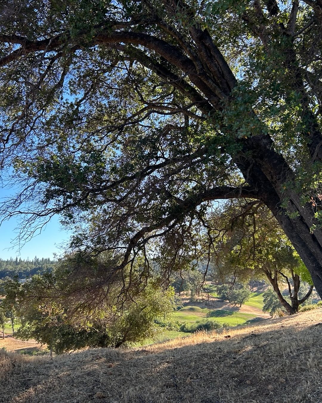 This amazing oak tree was cut down by the landowner in my mom’s neighborhood. I’m not even a nature girly. I’m a city lover, but how can you disrespect a tree like this? It had ten trunks!! I wish I’d known. I would have protested!! #Lorax #ispeakforthetrees #respectnature🌿🌰🌴🌱🍄🌾🌻