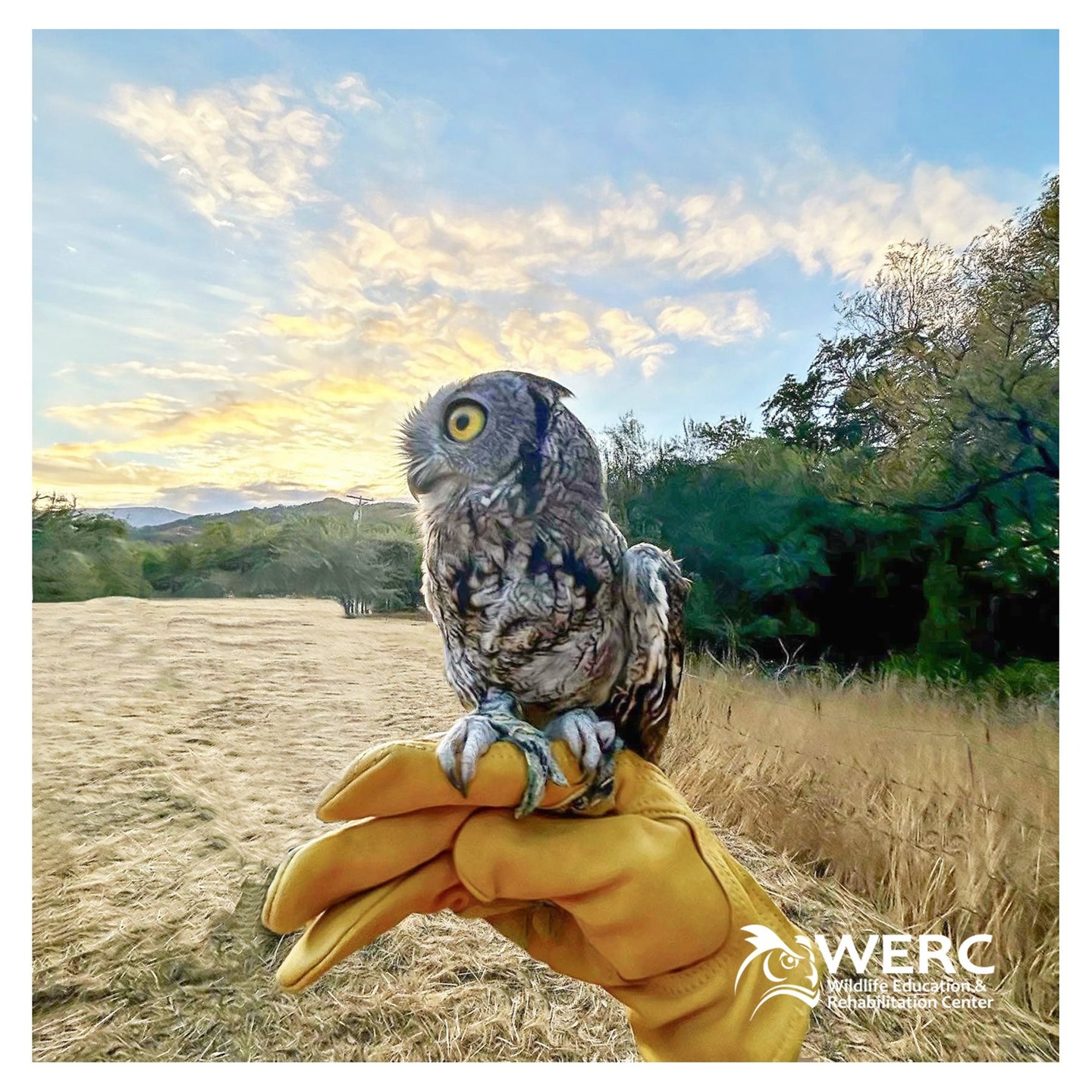 Owlivia - One of WERC's educational animals and a foster mom to screech owlets