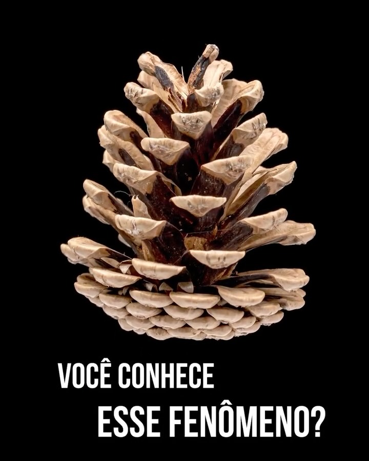 Você sabe o segredo das pinhas? 🌲✨
A pinha é muito mais que um detalhe bonito: ela protege as sementes dos pinheiros e só se abre no clima certo: seca para liberar, úmida para proteger.
Esse mecanismo incrível ajudou as coníferas a sobreviverem por milhões de anos.
E na decoração? As pinhas dão um charme especial, ainda mais junto das tuias.
Você usa pinhas no seu Natal?
Conta pra gente nos comentários 👇
#curiosidadesdanatureza #pinhas #coníferas #decoraçãonatural #decornatal #natal #natalnatural #christmas #xmas #happychristmas #feliznatal #pinheirosdenatal #pinheiros #tuias #tuiaholandesa #tuiastrickta #árvoredenatal #christmas