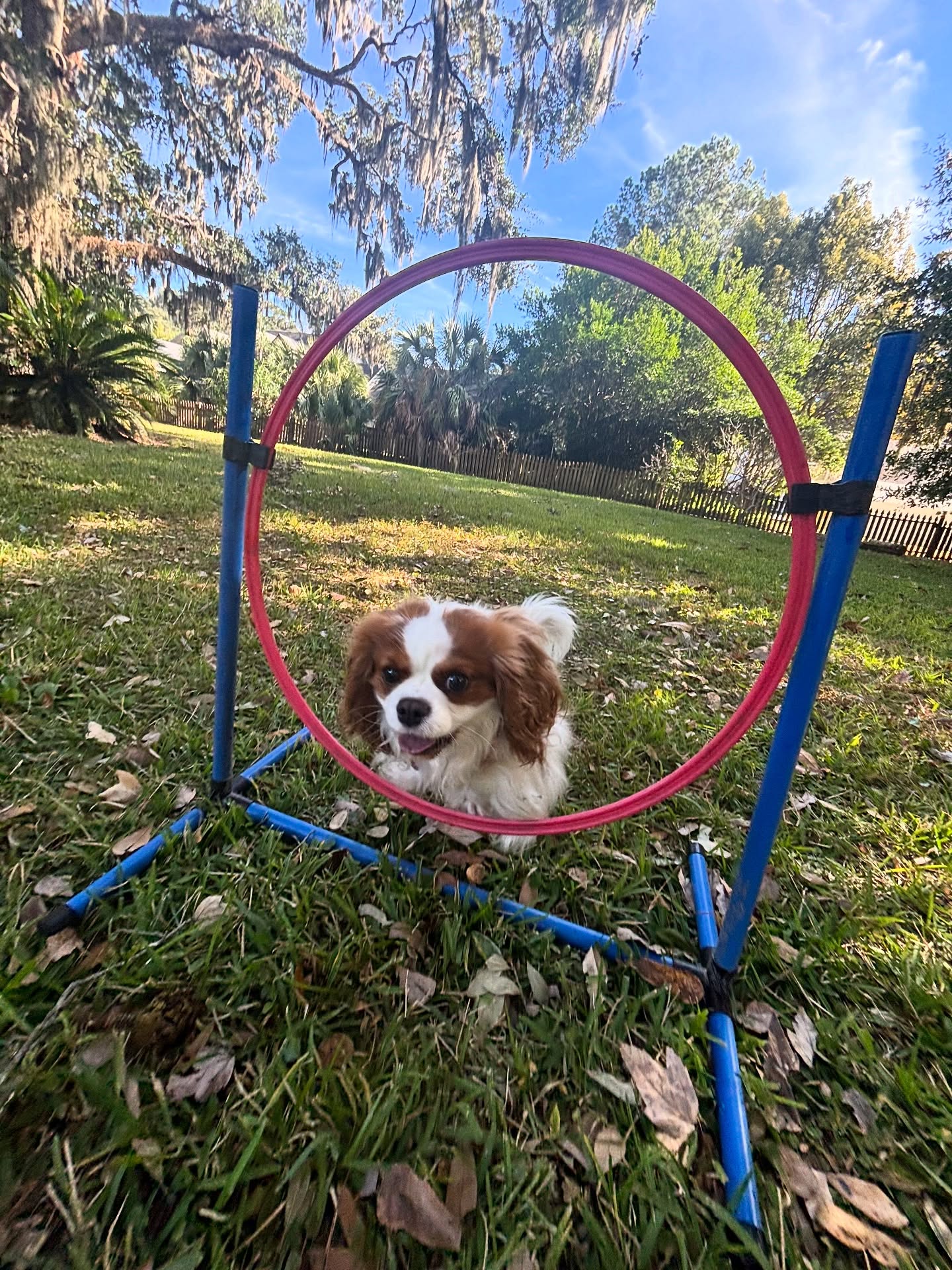 Playing around with the agility hoop today! These two were quick learners and loved the challenge. Agility is an awesome way to boost your dog’s confidence!
