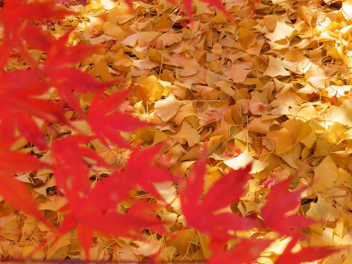 Momijigari - chasing red leaf 🍁 in Japan