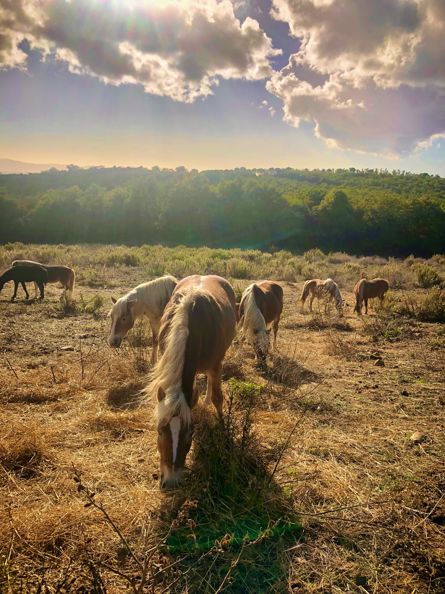 Tra raggi di sole e nuvole che scorrono lente, la mandria vive nel suo ritmo naturale.
Niente fretta, niente doveri – solo il suono dell’erba, la luce che scivola sulle criniere e l’orizzonte della Maremma che ammorbidisce ogni respiro.
Così crescono i nostri cavalli:
liberi, in branco, immersi nella natura, nella calma e nella fiducia. Ogni giorno un frammento di armonia – autentica e pura🍂☀️
Zwischen herbstlichen Sonnenstrahlen und wandernden Wolken steht die Herde still in ihrem eigenen Rhythmus.
Hier zählt kein Tempo, kein Müssen – nur das leise Kauen, das Spiel des Lichts auf Mähnen und Fell, und die Weite der Maremma, die jeden Atemzug weich macht.
So wachsen unsere Pferde auf:
frei, im Sozialverband, getragen von Natur, Ruhe und Vertrauen. Jeder Tag ein Stück Harmonie – ungeschminkt und echt🍂☀️
#LePuledraieDiSterpeti #CavalliInLibertà #VitaNelBranco #EquitazioneEtologica #RispettoERelazione #HorseCenteredBreeding #CrescitaLibera #Maremma #Ethologie #EthologieEquine #HealthyHorses #GesundePferde #Nachhaltigkeit #Pferdezucht #NonSoloSole #PrimaveraInMaremma #Fohlenzeit #Maneggio #Reitstall #HorsebackRiding #TuscanyHorses #MaremmaToscana #NatureLovers #HorsesOfInstagram #Sterpeti #Haflinger #haflingerlove #horsebackriding
