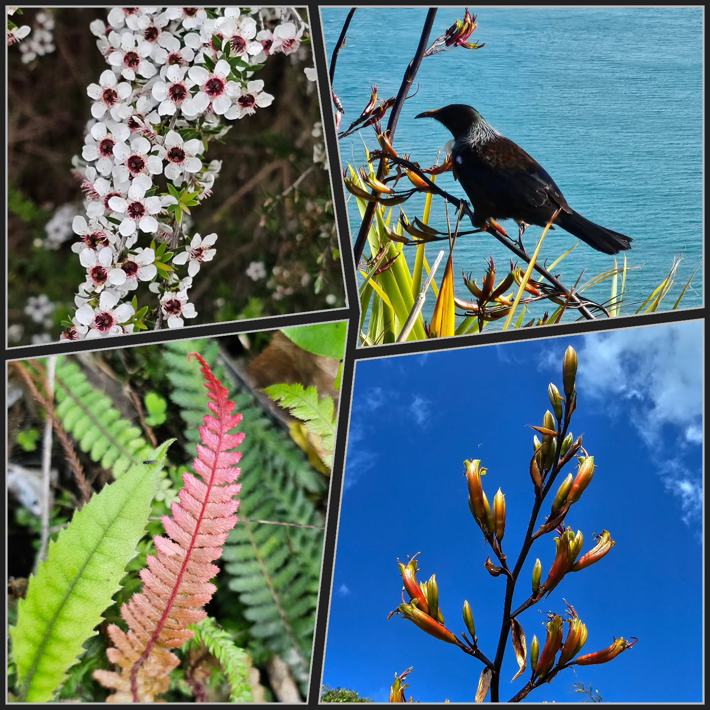 Some spring inspiration from a morning walk up the Mount. Setting up my studio this weekend for next weekends Bay of Plenty Open Studios but managed to get a walk up the Mount.
My studio is still a work in progress.... 🤔😅
#artistatwork #textileartist #artquilter #mixedmediatextileartist #photosoftheday #inspiredbynature #nznativeflora #tui #beautifulnz