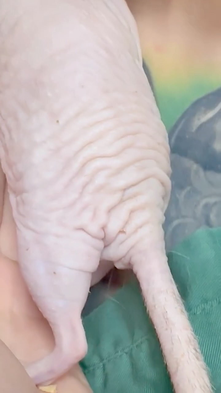 Nacktratten = Qualzuchten