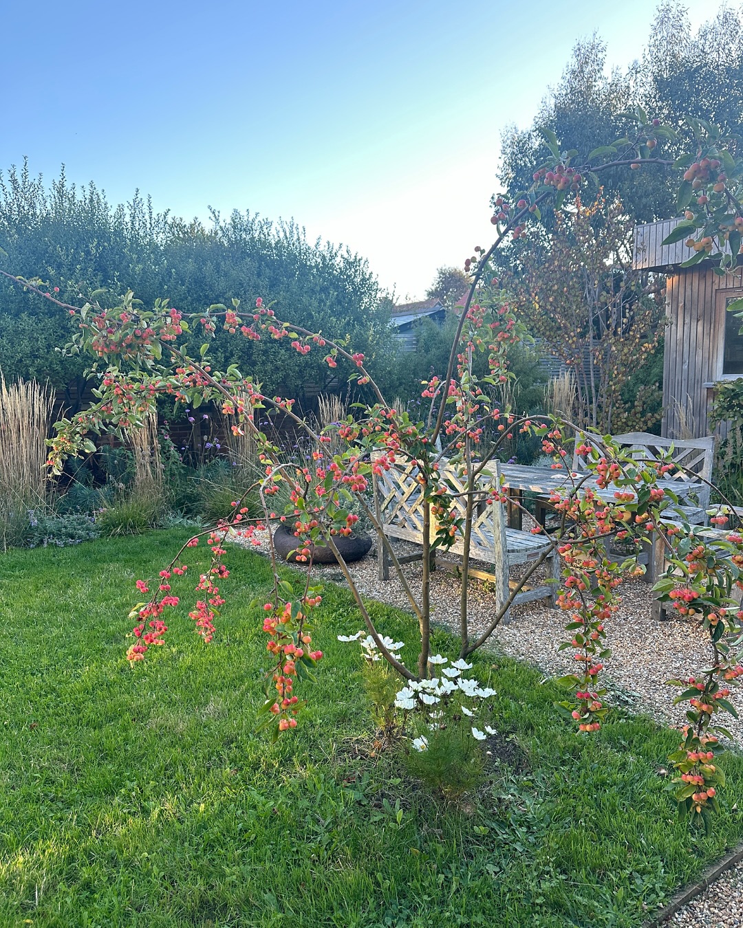 Small Trees, Big Autumn Colour!
November is the perfect time to plant as it’s the start of bare-root season, when trees are dormant and ready to settle in before spring.
In my own garden we planted a crabapple (images 1-4) and an Amelanchier (images 5-9) which have made such a difference to our garden already. Both have beautiful blossom in spring, lovely autumn colour and fruits that feed the birds. We planted them earlier this year, and can’t wait to see how they grow next season.
If you swipe to the end you can see a beautiful Acer in full Autumn colour at Sheffield Park. There’s an Acer for every garden as there are so many varieties, each one a different shade of gold, red, or flame-orange. Many are good for smaller gardens as they’re slow growing and don’t get too big.
If you’re thinking about planting a tree. Smaller trees like Amelanchier, Crabapple, Rowan, and Japanese Maple bring structure and colour all year round, perfect for compact gardens.
Find out which might be right for your space in our latest blog - Small Trees for Autumn Colour - link in bio.
⸻
ABOUT: Joe Perkins Design is a multi-award-winning landscape design consultancy, creating innovative outdoor spaces that celebrate the environment, wildlife, and biodiversity. Working across the UK and internationally, we partner with clients who share our passion for sustainable and visionary design. Discover more about our work at: www.joeperkinsdesign.com