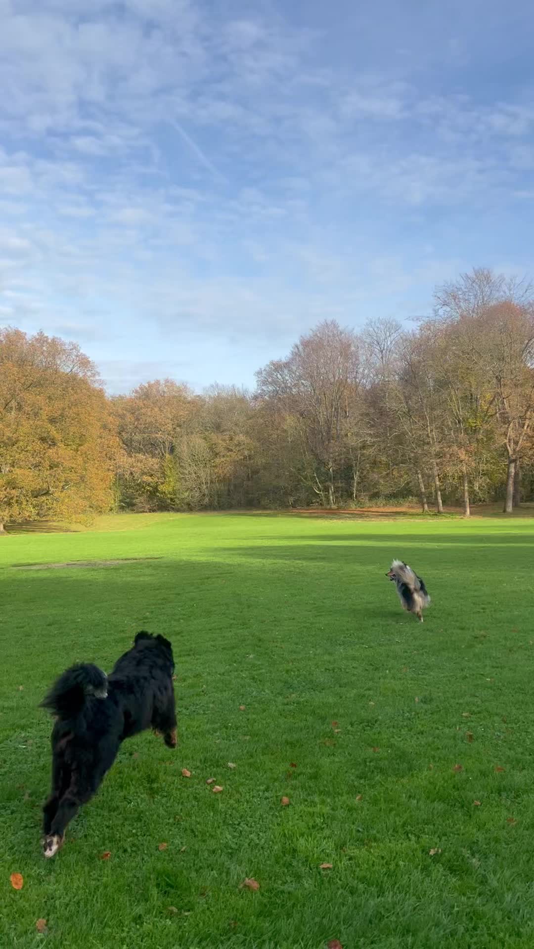 Wat zijn de hondjes weer blij en lekker aan het spelen! ๐ณ๐ฅฐ
๐พ Bono, Flex, Bodhi, Juul, Harvey, Coco, Bailey en Charley