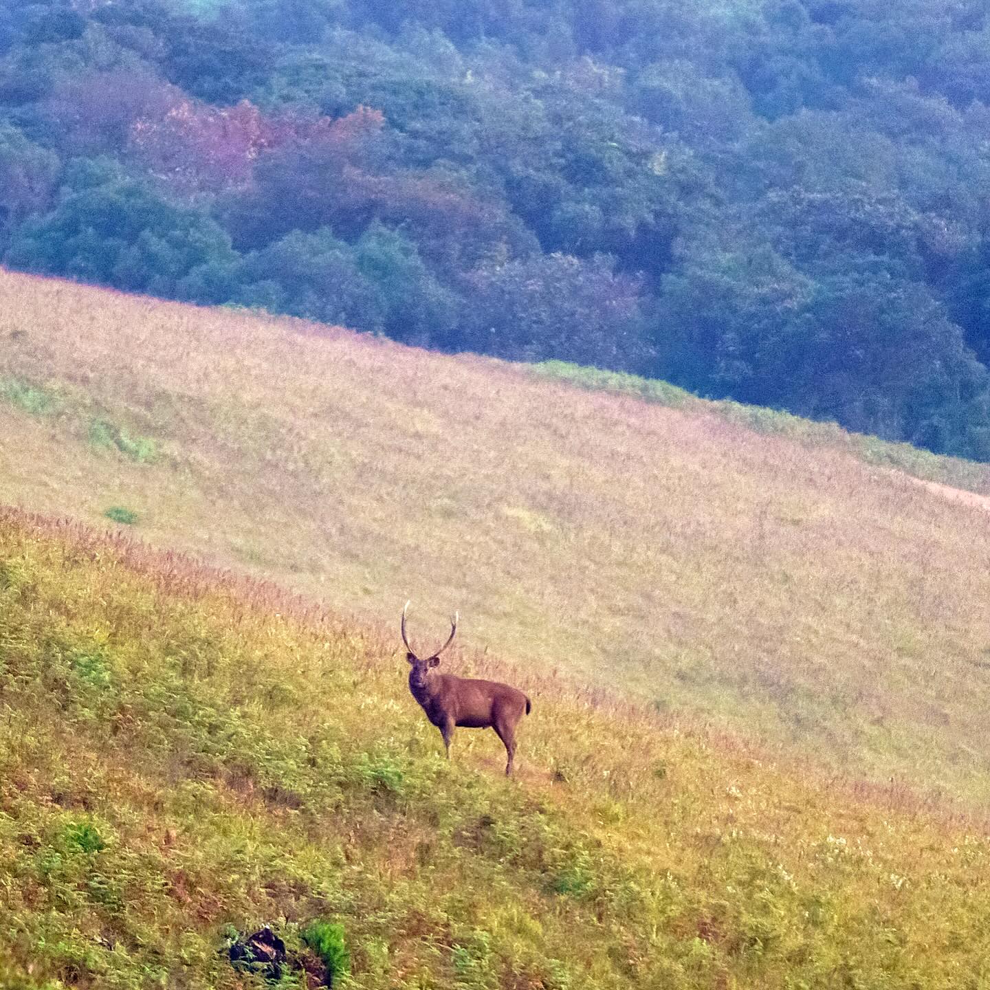 An Unexpected Wildlife Encounter in the Western Ghats.
PS: I only wish the sambar deer had wandered a little closer, and that the light had held for a moment longer.