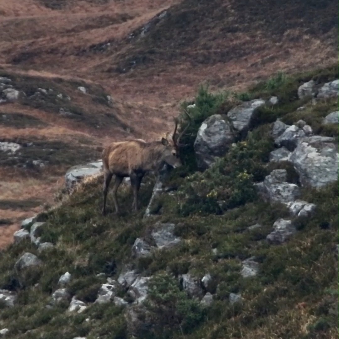 A red deer browsing on gorse in the Scottish Highlands.
#reddeer #wildlifeecologyy #scottishhighlands #conservationscience #biodiversity #scotlandnature #ukwildlife