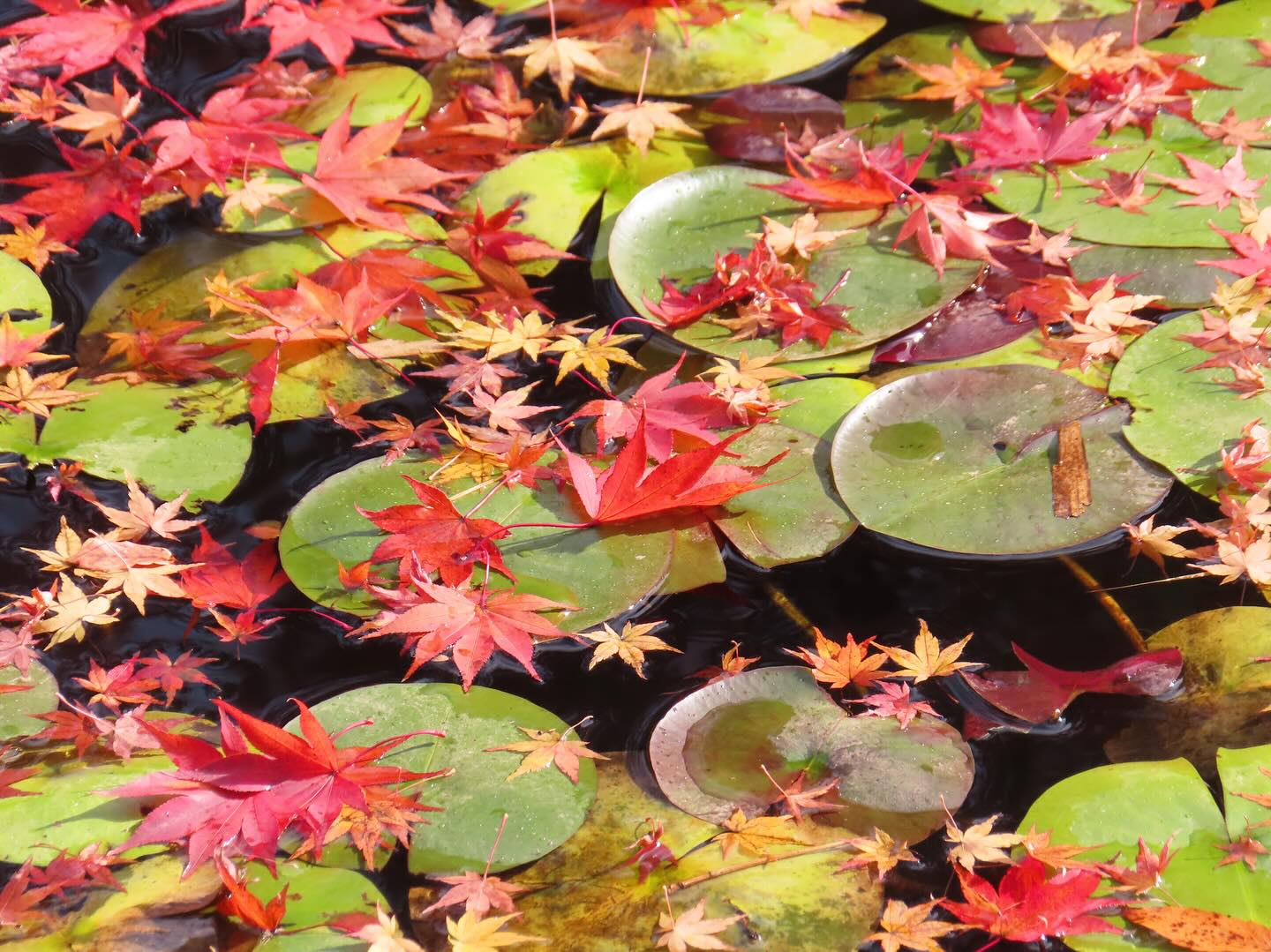 Red maple 🍁 in Fukushima