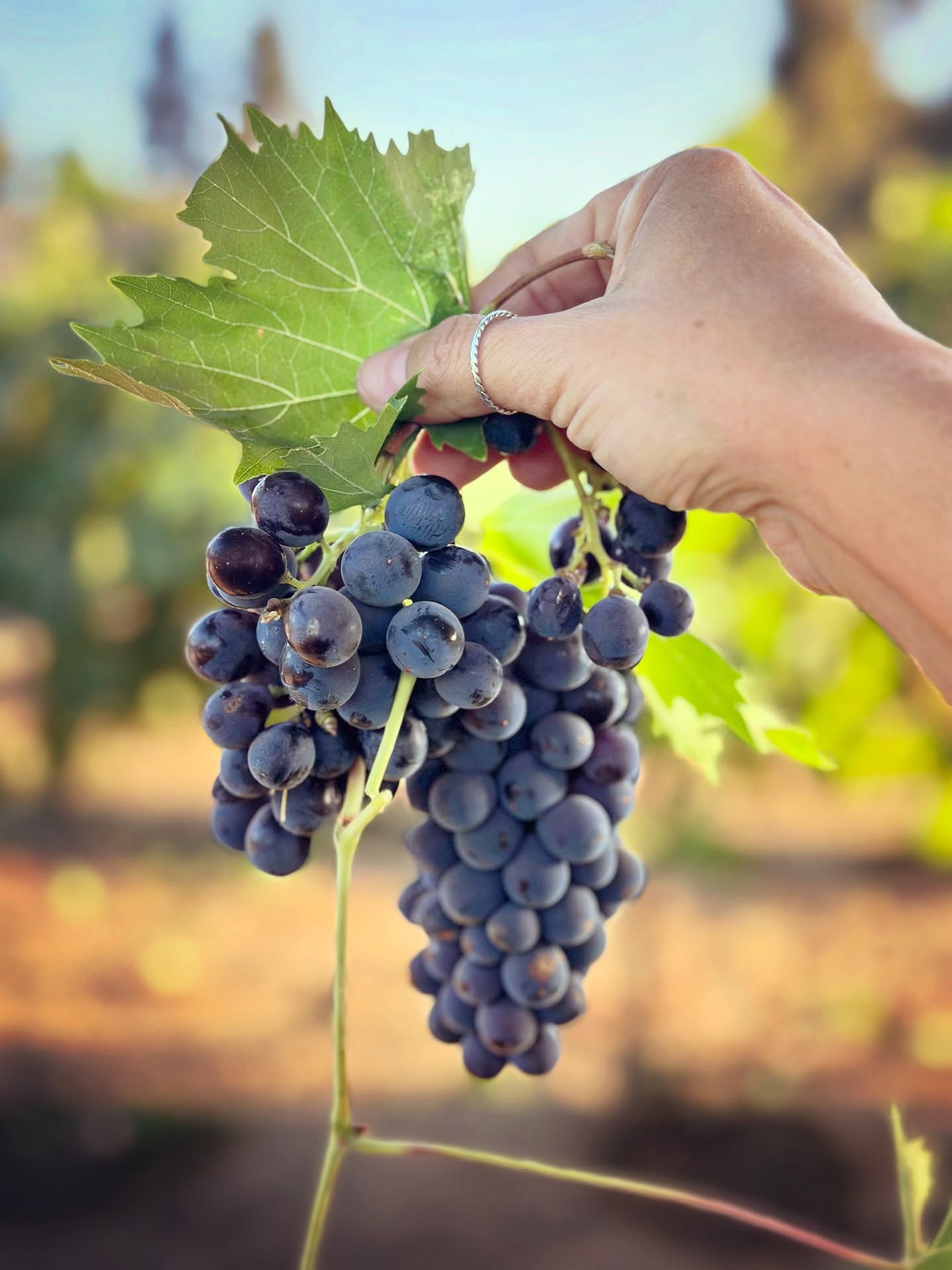 This Saturday 🪩 join us from for a memorable evening of wine, food, and music at our quarterly wine club pick-up party, open to all! Tickets include entry, a welcome glass of Durst Wine, seasonal antipasti, grilled artichokes, gourmet cookies + a delicious pour of Joao dessert wine. Also, our winemaker, Jon, will be around if you are ready to learn more about Durst Wines!
🍷 As a wine club member, this is a perfect time to bring friends so they can experience the Durst community. Meet new friends and feel like family - that’s Durst!
🎟️ Tickets at durstwinery.com > events
Or link in bio
Saturday, November 22nd 4pm-7pm
Discounted tickets for club members 🧡
Live music by @missabigailtaylor
Swipe 👉 to see the full menu
Tickets are selling fast!
#durstwinery #wineclub #pickupparty #visitlodi #acampo #passthewine #wineryevents #boutiquewinery #dessertwine