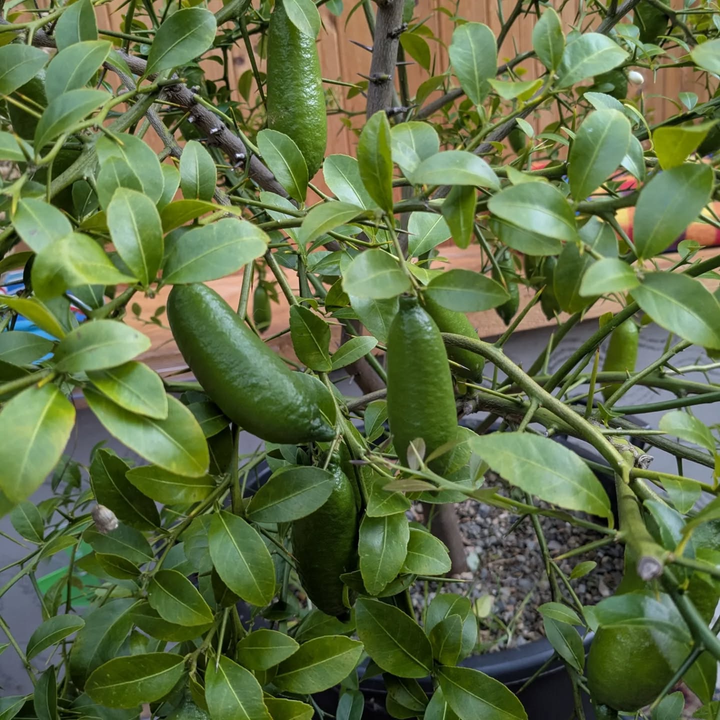 Citrus, citrus, citrus... Our finger limes, aka caviar lime, have been wonderful this year, green and red. The lemons have produced too. Brought them inside for the colder months yesterday.