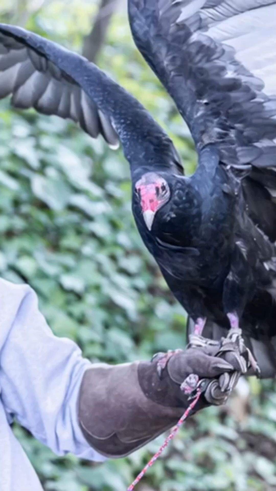 Today we’d like to introduce you to the other kind of turkey you might spot this Thanksgiving...
Meet Zorro. He quite literally rescued himself by showing up at WERC. This young turkey vulture visited our flight enclosure every day, keeping close to Pacheco, an older vulture recovering from a wing injury. Through binoculars, we could see why he stayed—the young turkey vulture could not fly.
After several failed attempts, volunteers finally captured him. A vet exam confirmed an old, healed wing fracture.
Today, he is known as Zorro, and he is one of our educational animals. Turkey vultures, like Zorro, are gentle, family-oriented birds that help keep nature clean. They may not win any beauty contests on the ground, but watching them soar on wind currents reveals just how stunning they truly are. #turkeyvulture #livingwithwildlife #morganhillcalifornia #gilroy