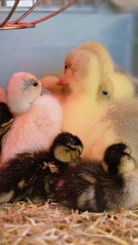 All my Brinsea incubators and Brooder heat plates now on eBay. Only selling due to moving overseas. Get prepped for 2026 baby season or buy a loved one an awesome Christmas present.
Link below ⬇️
https://ebay.us/m/4x2dLB
#christmaspresents🎁 #ebay #bargain #brinsea #incubators #hatching #2026 #babybirds #poultry #happybidding