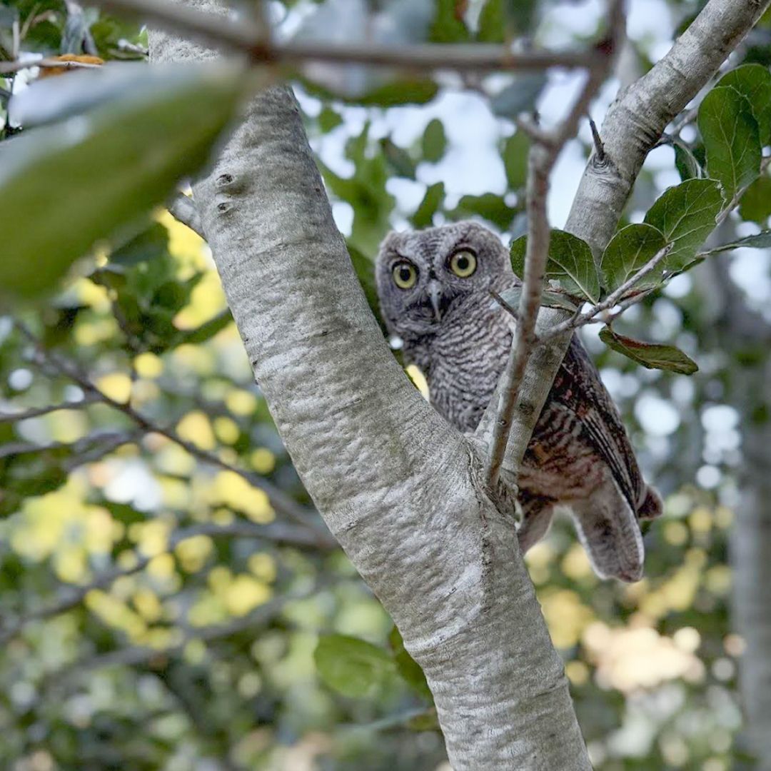 Our favorite part of our work here at WERC - releasing our patients back home. Shown here is a screech owl that came in mostly likely hit by a car. After months of careful rehabilitation and some help from our resident screech owl mom ( Olivia) this little screech owl flys free.