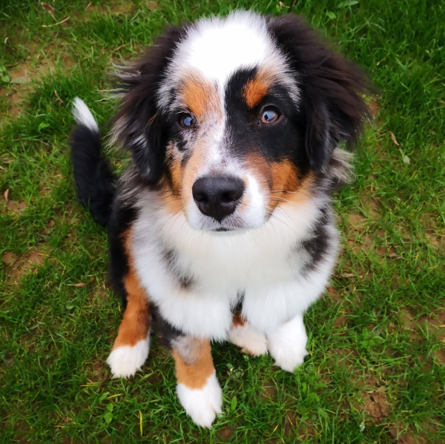 Le beau Sumaq en socialisation chien et humain.
Craintif et sensible il m'a reconnu aujourd'hui et était au taquet. Avec Phalone il a été courtois, Phalone lui a proposé de jouer à chat il était trop content dans les feuilles mortes et à redemandé ensuite. Retour au calme et exercices au top le ptit chien. Une superbe évolution en prenant son temps et en écoutant et respectant ses peurs. ❤️ Super boulot de ses humains ! 👍👌