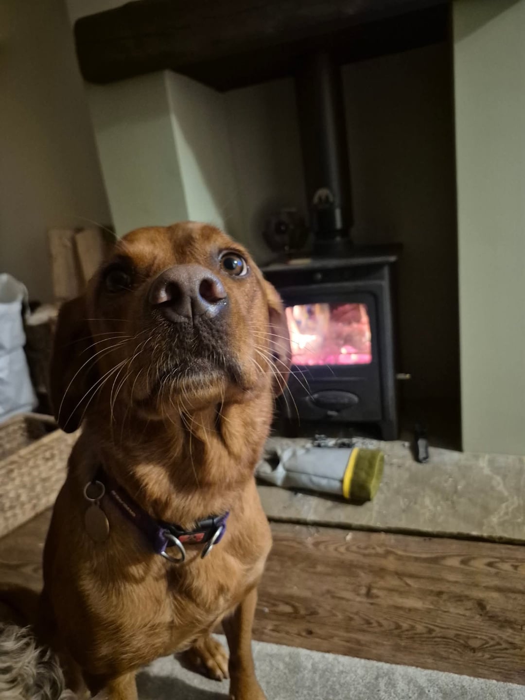 It's officially log burner season! 🔥
We are ready to supply you with our seasoned and Kiln Dried ready to burn logs.
PLUS...
We also have firelighters, Kindling and our NEW ready to burn, Smokeless Coal. 🎉
Please ring us on 01763260278 to book your load or visit us at the Farm.
P.S. This is Maple, one of our happy customers.