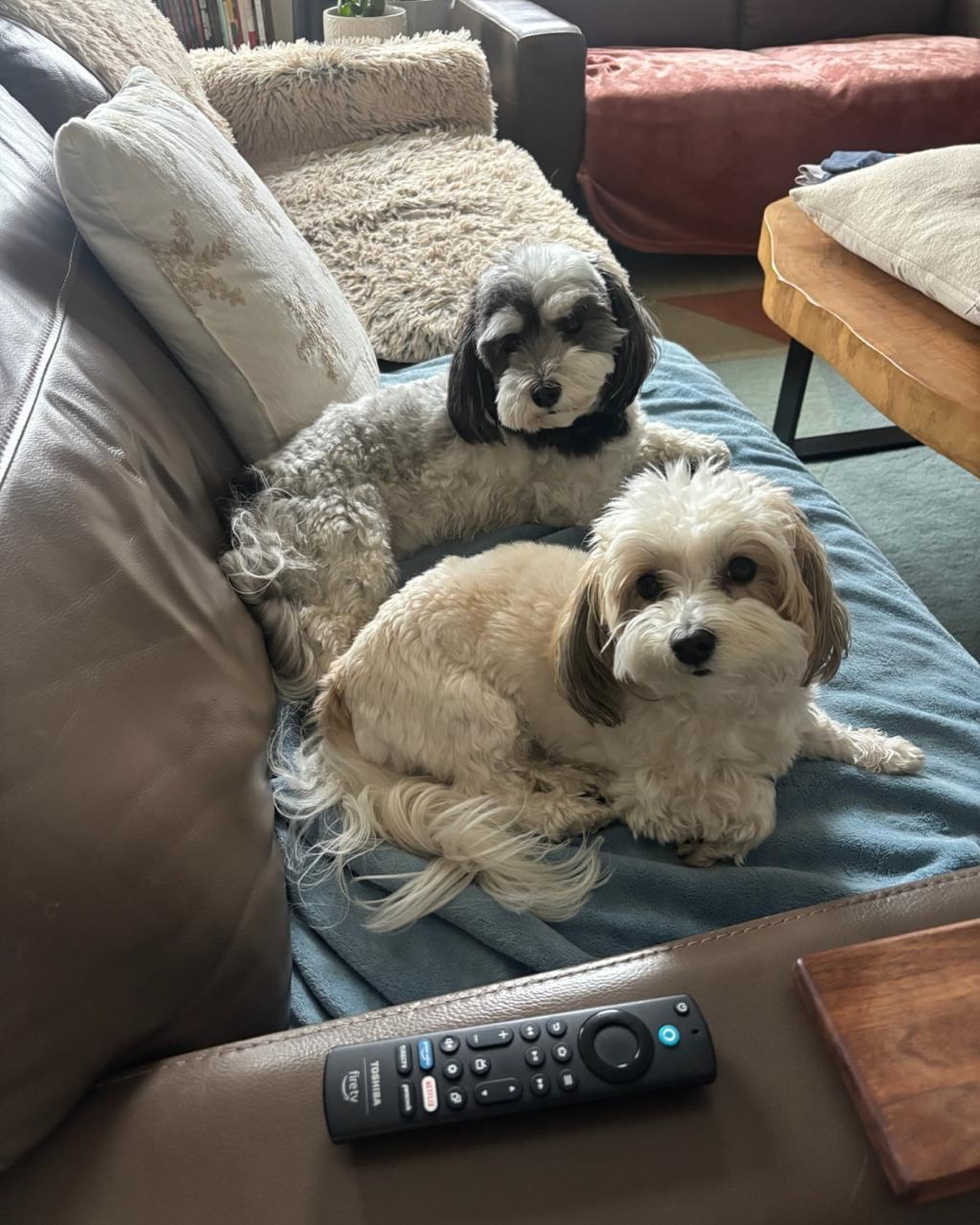 A safe spot at home makes TV time even cozier ๐พ๐๐บ. #WagWithWilliam #FearFreeTraining #PositiveReinforcement