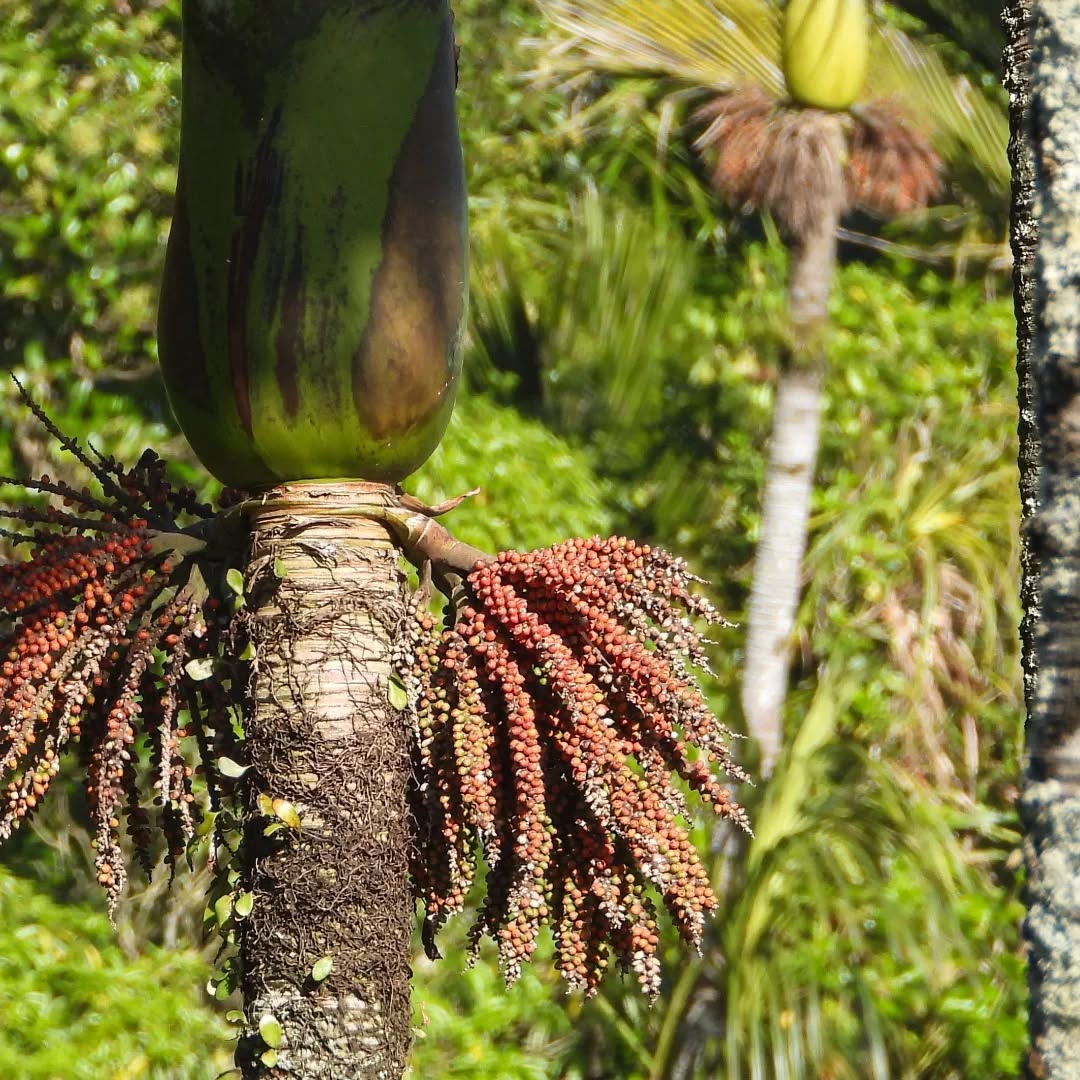 Nikau, in full fruiting mode.