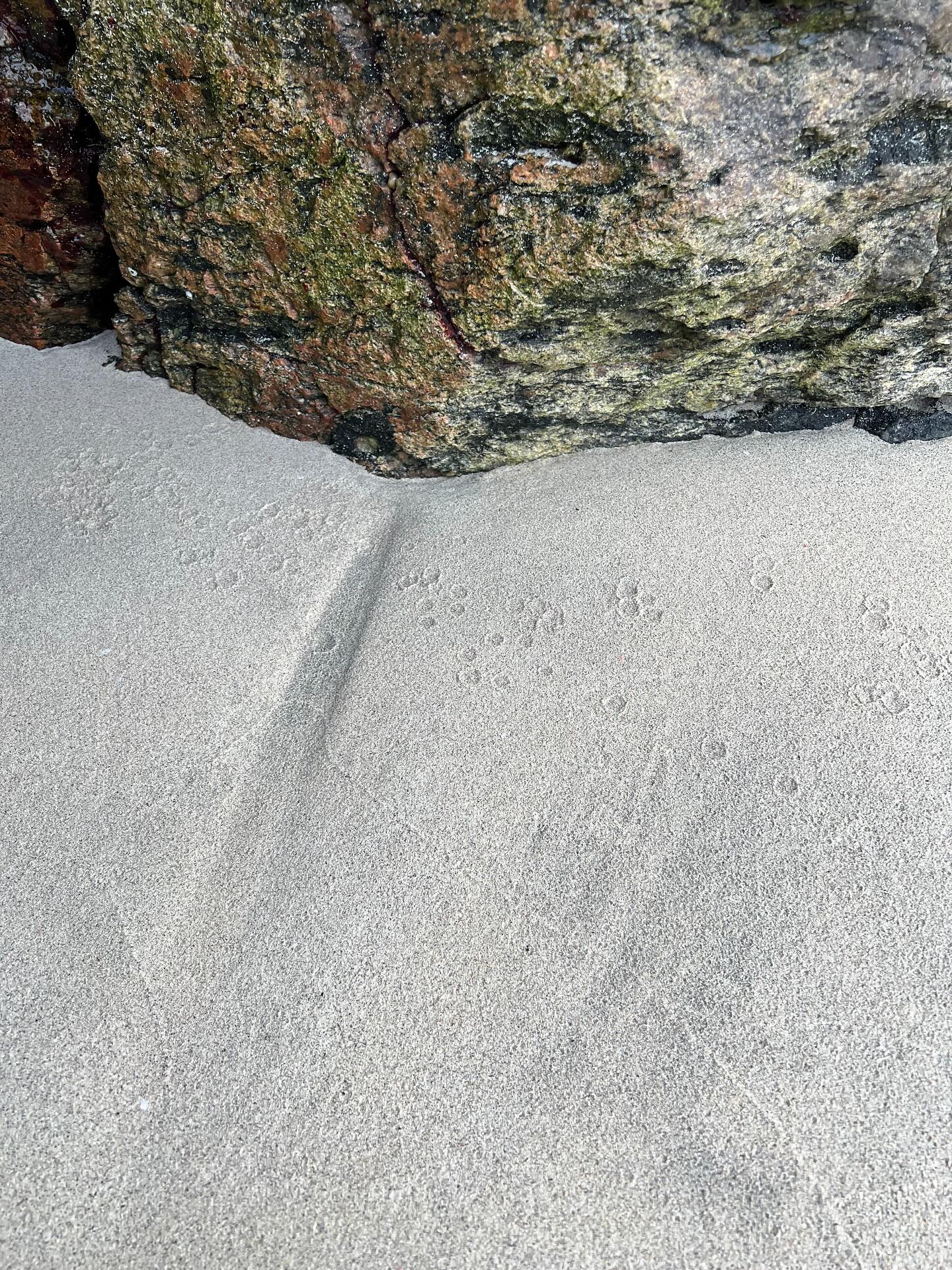 boinneag /bɔNʲag/
boir. gin. -eige, iol. -an
1 droplet, little/small drop 2 (alcoholic) drink
#gàidhlig #placebased