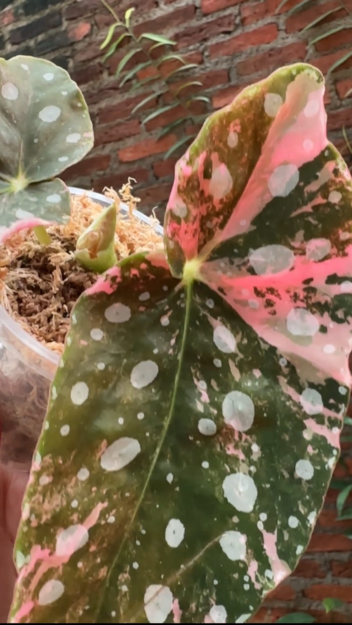 Like a budding rose 🌹
Unicorn plants and wholesale potted plants are now available in our shop with prices listed at our website www.rareplantstissueculture.com/wholesale-potted-plants
#begoniamaculata #begoniamaculatapink #pinkbegonia #rareplantstissueculture #wholesale #pinkplants