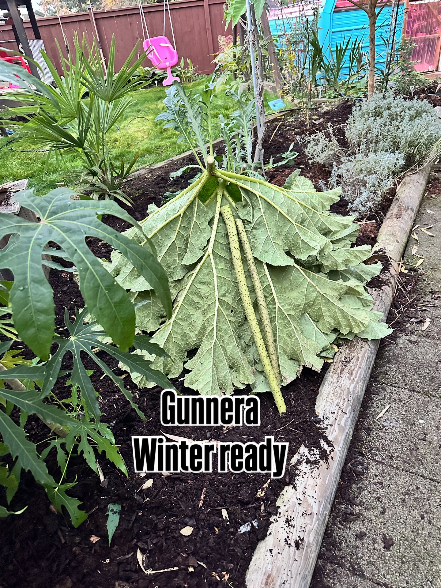 🌞 Taking full advantage of this incredible November weather! I’ve been knocking out projects left and right the last couple days — feeling productive, but wow… there’s still so much more to tackle.
Of course, the only photographic “evidence” I managed to get before the sun disappeared is my Gunnera, all tucked in and ready for winter ❄️ (because apparently plants get their cozy season too).
Maybe next time I’ll remember to stop working long enough to actually take more pictures… maybe. 😅
#GardenLife #FallGardening #Gunnera #PlantPrep #PacificNorthwestGardening #PNWPlants #GardenGoals #WinterPrep #GardenChronicles #GardeningAddict #PlantPeople #DigInTheDirt #GardenTherapy