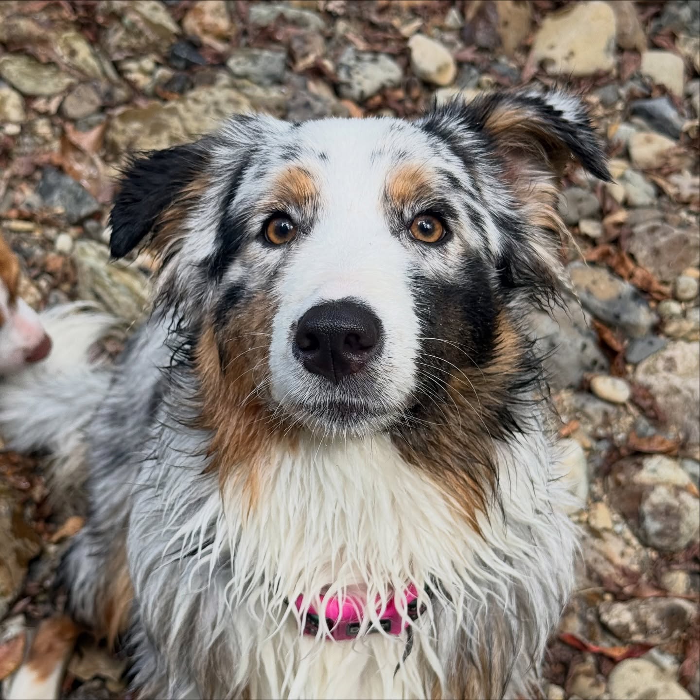 Wednesday 🤘🏼 Creek adventures focused on neutrality, confidence building, focus, and recall. We pair dogs in groups we know will benefit them. It’s incredible how adding or removing certain energies can shift the whole dynamic of the pack, luckily we know our dogs and who works best with who 🤍
#clevercanineco #adventuretrain #realworldtraining #dogtraininggoldcoast #creekadventures #recalltraining #dogneutrality #confidencebuildingdogs #goldcoastdogs #dogtrainerlife