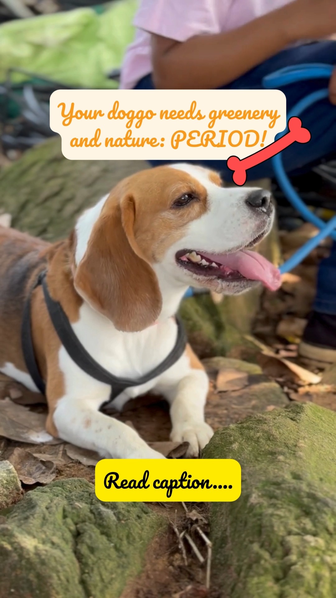 Urban dogs need more than just daily walks — they need green time. 🍃
Sniffing grass, rolling in mud, chasing butterflies — it’s not just cute; it’s essential mental enrichment.
Nature helps your dog:
🐾 Reduce stress and anxiety.
💪 Build stronger immunity.
🧠 Stay mentally active and curious.
🐶 Express natural instincts safely.
It’s not “spoiling” your dog — it’s giving them what evolution intended.
At Cessna Pet Retreat, our open play areas and nature walks are designed to bring back that lost connection — one wag at a time. 🌳
🐾 Because every dog deserves the joy of fresh air, muddy paws, and sunshine.
#cessnalifeline #cessnapetretreat #petboarding #dogwellness #greendogs #20yearsofcessnalifeline