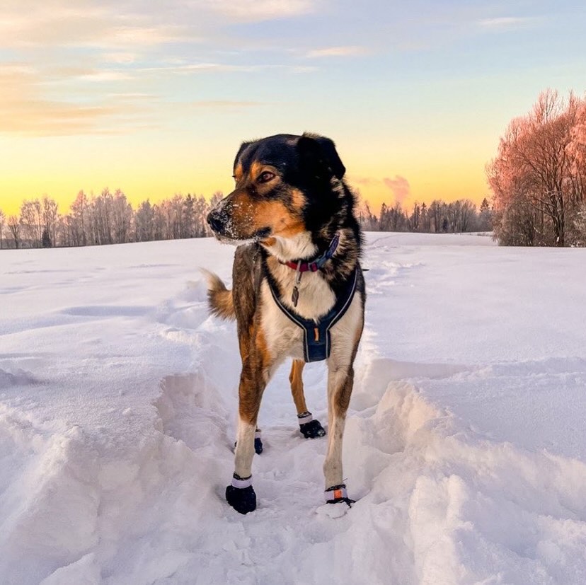 Kulda kommer, og plutselig er det vinter for fult ❄️🥶 Husk å beskytte potene til turkameraten din! Vi har sokker i ulike slag 🧦