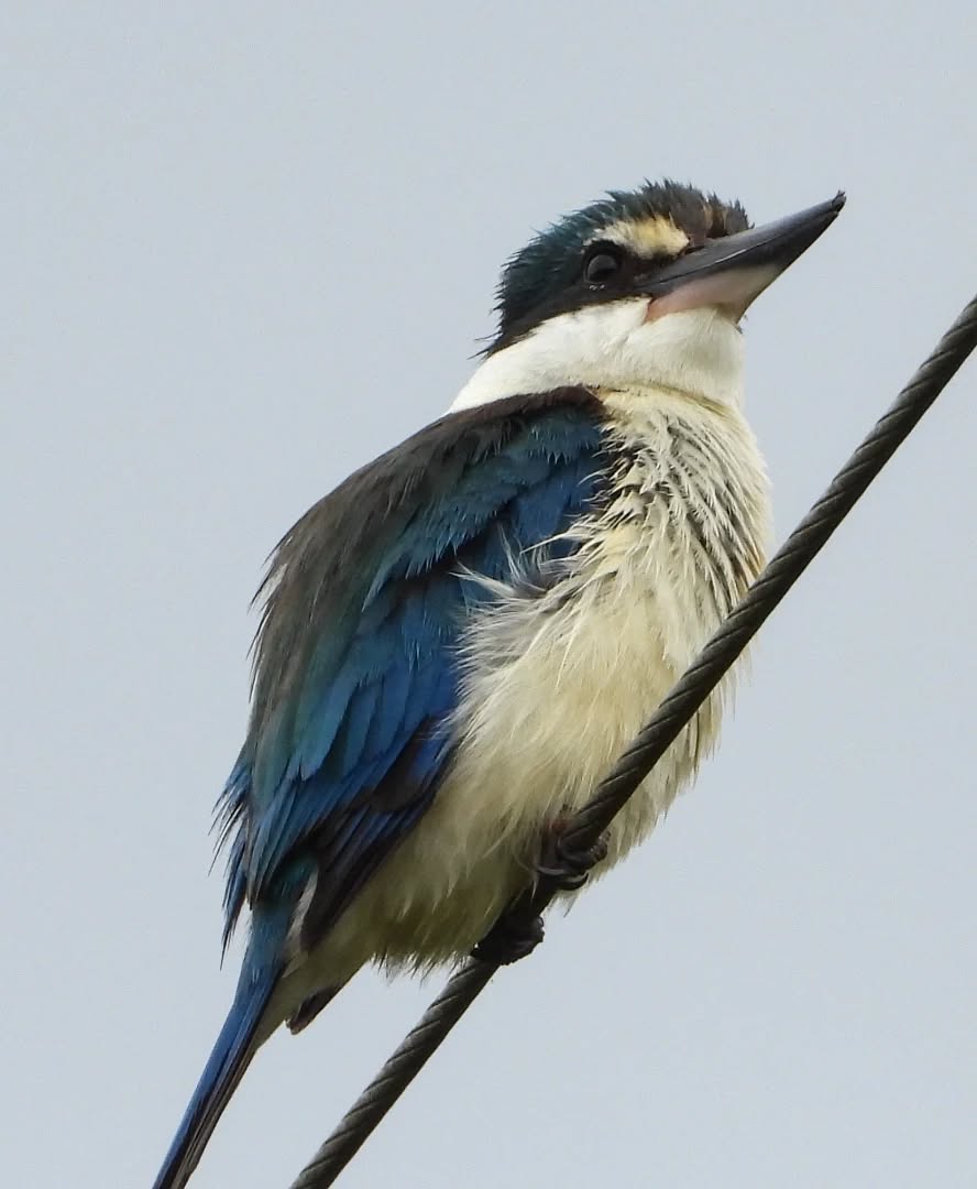 Kotare, Kingfisher, looking very healthy and ready for Spring.