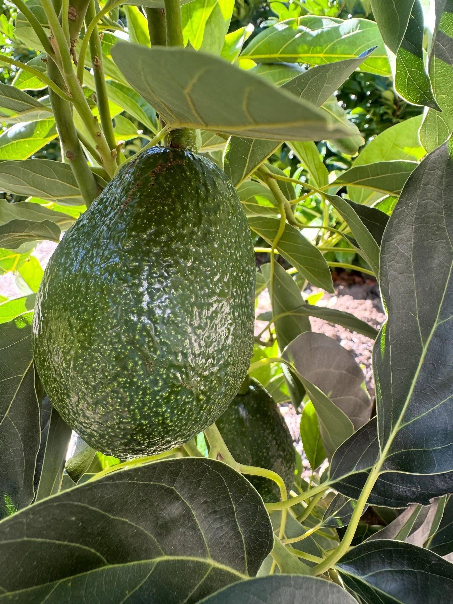 🥑Avocado enthusiasts, rejoice! Our yard-to-table HQ has just welcomed two new additions - a Hass and a Bacon avocado tree. Here are the key takeaways for growing avocados in Marin County:
1. Choose two varieties from different pollinator groups (A and B) for optimal pollination.🥑
2. Plant them in full sun, ideally against a wall or building to reduce wind and increase warmth.🥑
3. Select varieties that produce avocados during different seasons to extend your harvest.🥑
4. Protect your trees from frost, especially in colder microclimates.🥑
5. Be cautious not to overwater, as avocado trees are prone to root rot - let the soil dry out between waterings.🥑
6. Different varieties grow to varying sizes, but all tolerate pruning.🥑
Stay tuned for updates on our avocado journey and get expert advice on growing avocados in Marin County by reaching out to us on our website or via DM!