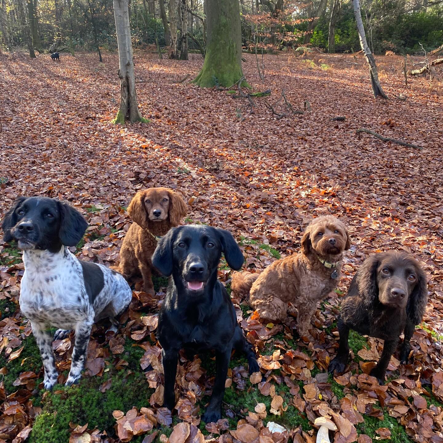 What a lovely Friday
#dogwalking #dogwalker #chalfontstpeter #chalfontstgiles #gerrardscross #dogtrainer #dogtraining