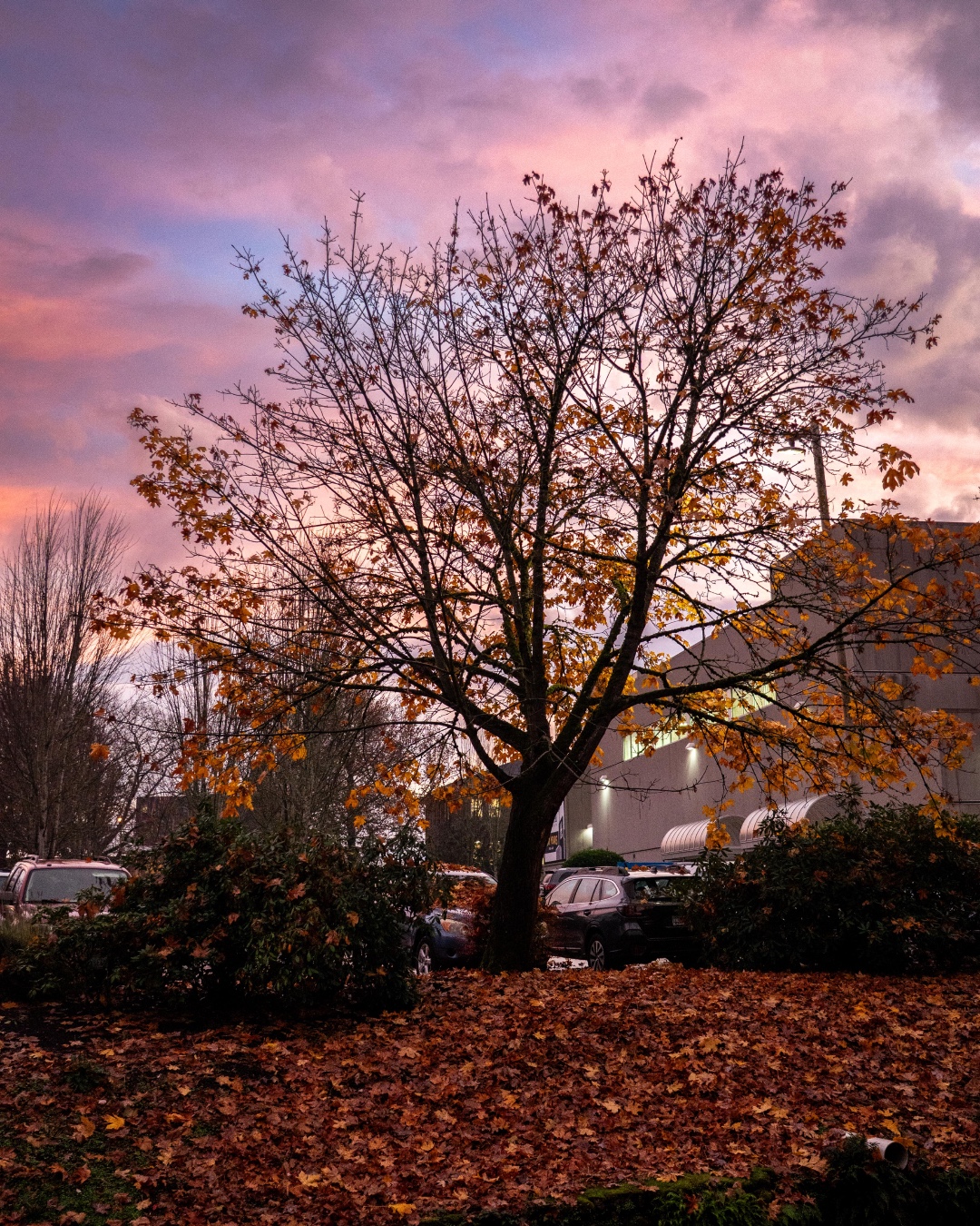 Enjoying the present and taking in the last few views of fall on campus. 🍂
"This is the day that the Lord has made; let us rejoice and be glad in it." - Psalm 118:24