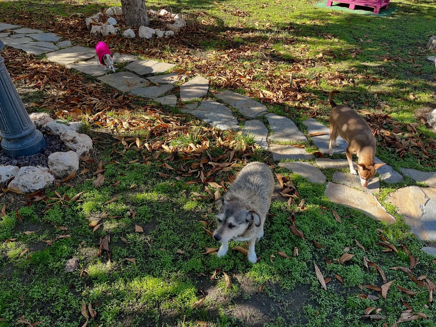 #cuidadoresdeperros #madrid #mascotas #españa #igersmadrid #perros #dogs #dogsofinstagram #perrospequeños #dogslife #dogfriend #fotosdeperros #comoencasa #vacaciones #doglover #pomeranian #chihuahua #caniche #bichón #bichonmaltes #shitzu #shitzulovers #pomerania #pomeraniaespaña #teckel #otoño