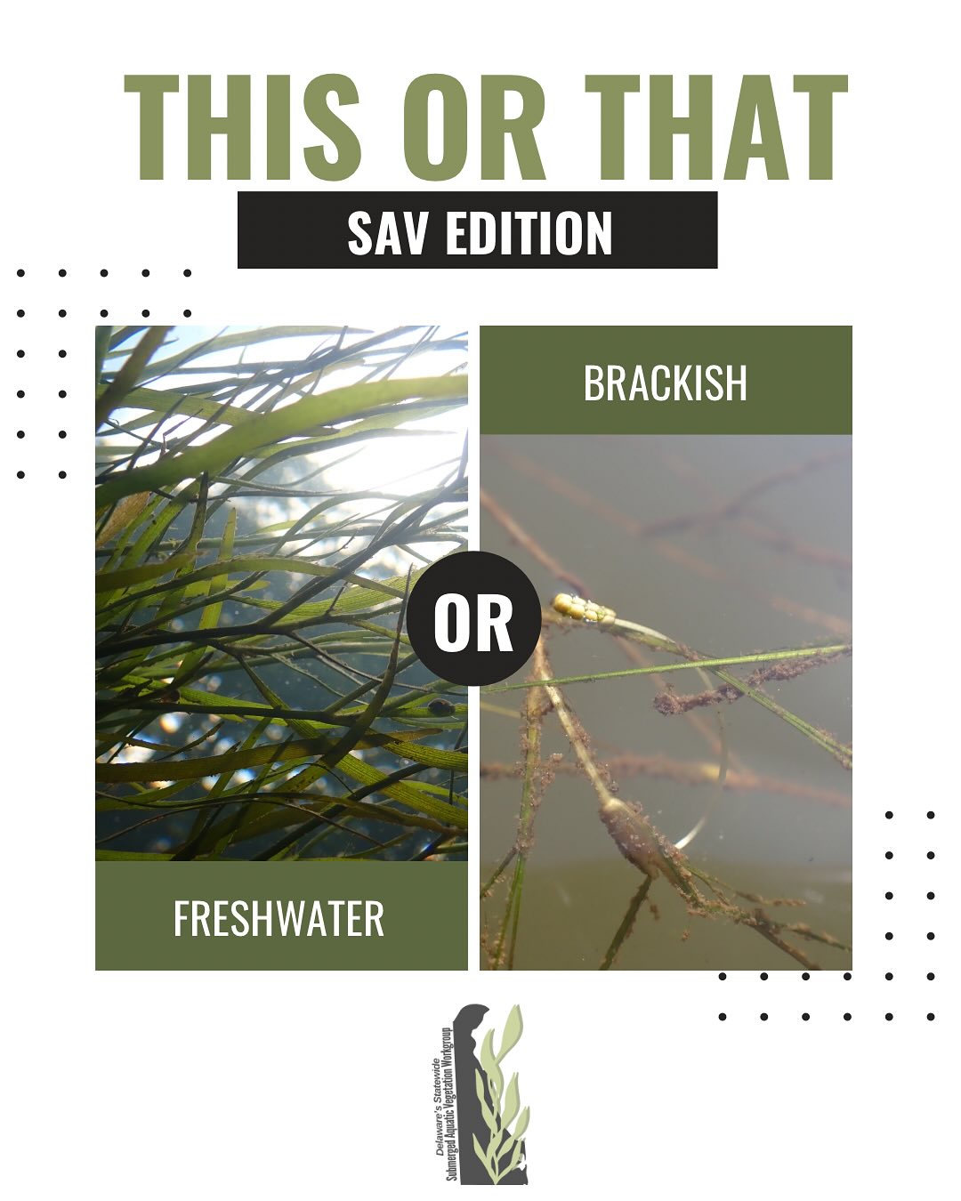 This or That?
What are your preferences with some of the things we think about all the time in SAV work—where plants grow, how we see them, how we ID them, and the tools we rely on to understand what’s happening under the surface.
If you want to join in, share your preferences in the comments or on your story and tag us! @savdelaware
#SubmergedAquaticVegetation #SAV #SAVMonitoring #FieldWork #AquaticPlants #UnderwaterVegetation #BrackishWaters #FreshwaterEcology #CoastalScience #EstuaryScience #DelawareWatershed #DelawareEnvironment #RestoreTheBay #HabitatMapping #SonarSurvey #DroneSurvey #WetlandScience #CommunityScience #SciComm #DelawareSAV