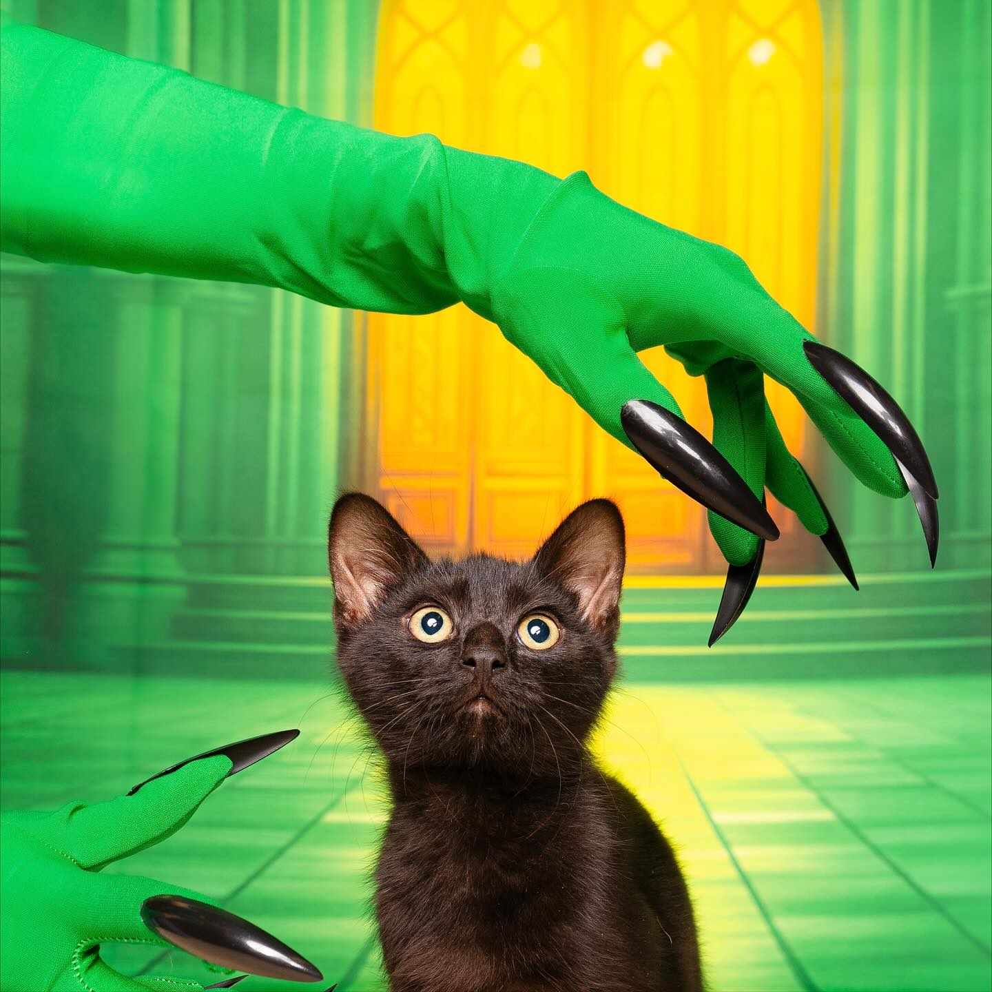💚✨It’s Time for a Wickedly Good Adoption Day!✨💖
Whether you’re a little bit Elphaba (fiercely loyal with a heart of emerald) or a touch more Glinda (sparkly, bubbly, and always ready to “help good” 😉), there truly is no place like home—especially when you add a new furry friend to it!
Tomorrow might be the day one of our adorable adoptables finds their very own Oz. 🏡💫 So float, fly, follow the yellow brick road, or go ahead and defy gravity all the way to @PetSmart Montgomery Plaza from 10am–3pm.
Grab your ruby slippers (or, you know… regular shoes 😉) and come meet the pups and kitties ready to melt your heart for good. 🐾💚
LINK IN BIO
#hsnt #wicked #elphaba #glinda #petsmart #wickedmovie #adopthsnt #adoptdontshop @petsmart @petsmartcharities @wickedmovie @filmfortworth