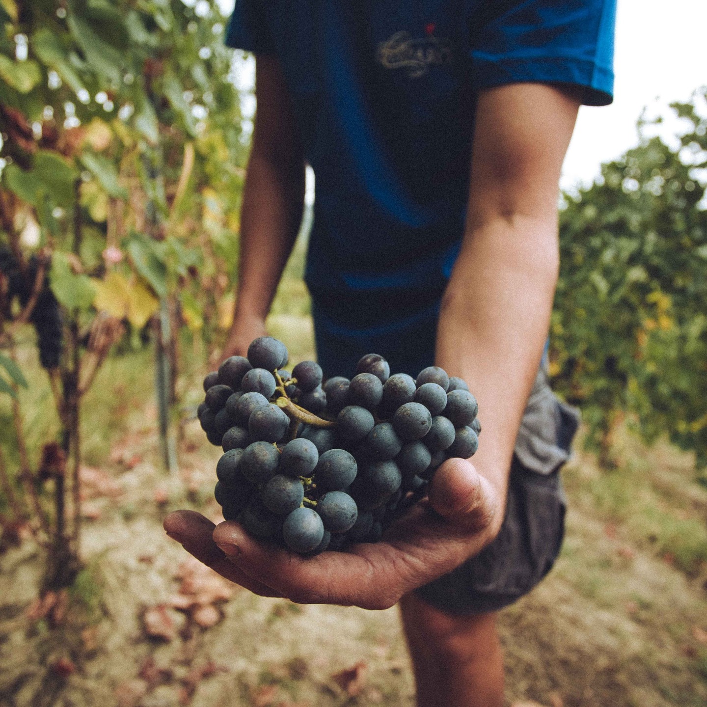 We’re thrilled to introduce Camparo, a remarkable new addition to our collection of organic Italian wines.
After trawling the halls of Vinitaly in search of something new and inspiring, our most exciting discovery came not from a stand, but at a dinner with winemaker friends, where everyone brought a bottle. Among the wines on the table, one truly raised the Bar-olo — graceful, pure, and full of character. That wine was from Camparo.
Nestled in the hills of Diano d’Alba, Camparo is a multi-generational family estate and one of the Langhe’s true organic pioneers — certified since 2000. Their philosophy is rooted in respect for nature and authenticity, practicing a holistic approach that embraces cover crops, biodiversity, minimal intervention, and a restrained use of wood to let each vineyard’s unique character shine through.
🍋 Langhe Bianco — citrus, white flowers, chalky minerality.
🍒 Langhe Rosso — juicy red cherry, plum, and wild herbs.
🌹 Nebbiolo — rose petals, red fruit, balsamic depth.
🍷 Dolcetto d’Alba — black cherry, violets, and a touch of herbs.
🌿 Barolo DOCG 2019 — tobacco, violets, vivid cherry + cedar spice.
💫 Barolo Coste di Vergne 2018 — fragrant, silky, and utterly captivating.
#OrganicWine #Barolo #Langhe #ItalianWine #NaturalWine #SustainableWine #FamilyWinery