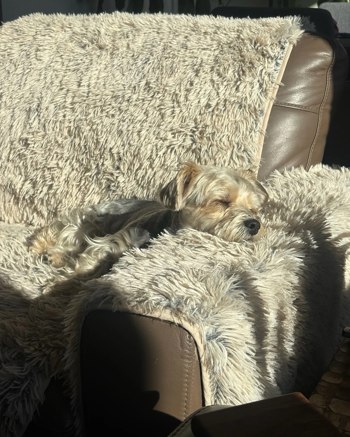 Every pet needs a spot where calm happens 💛🏡. #WagWithWilliam #FearFreeTraining #PositiveReinforcement