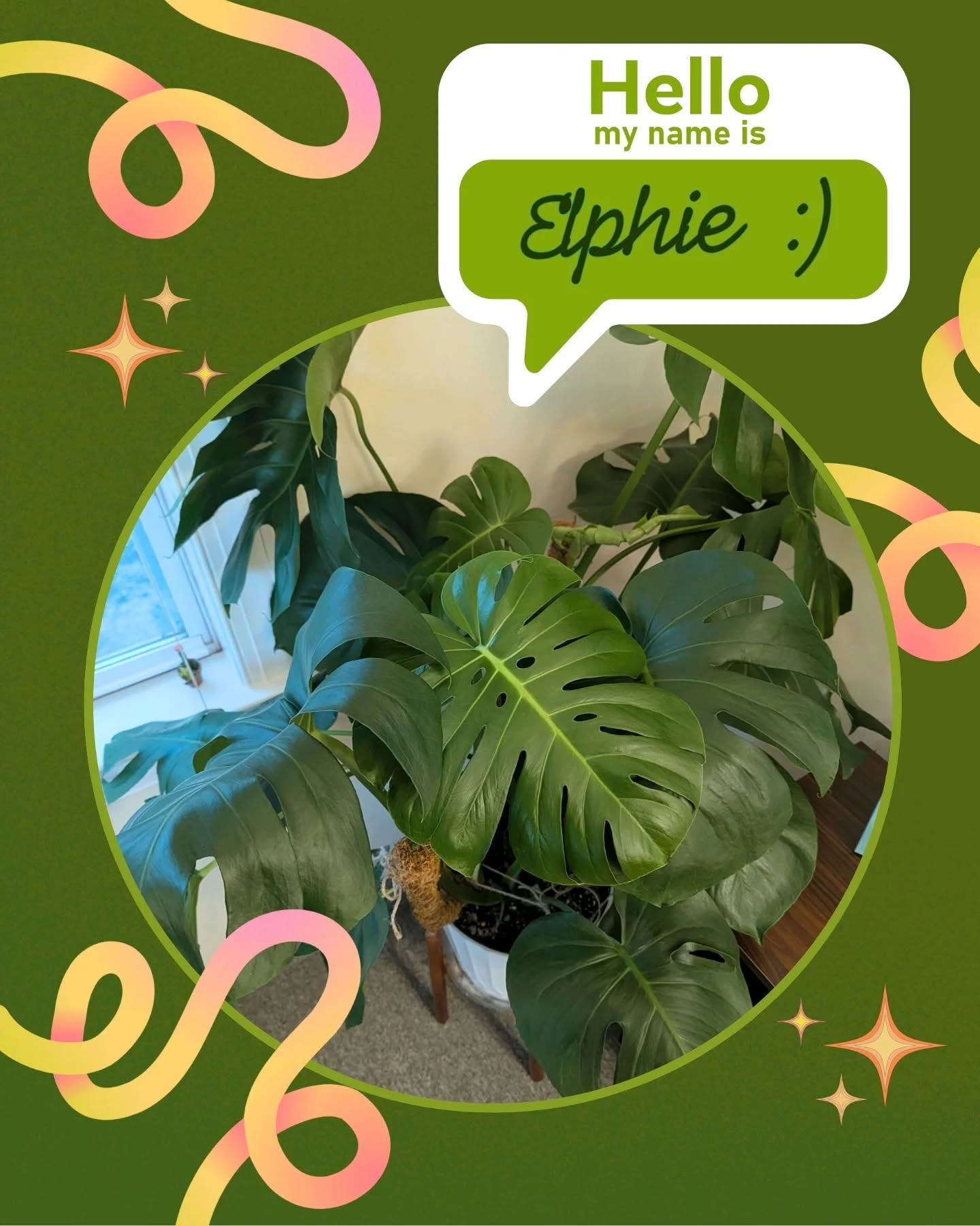 Thank you for your name suggestions! 🎉 We're pleased to officially introduce Elphie (short for Elphaba)!
It's perfect. She's perfect. 💚🪴