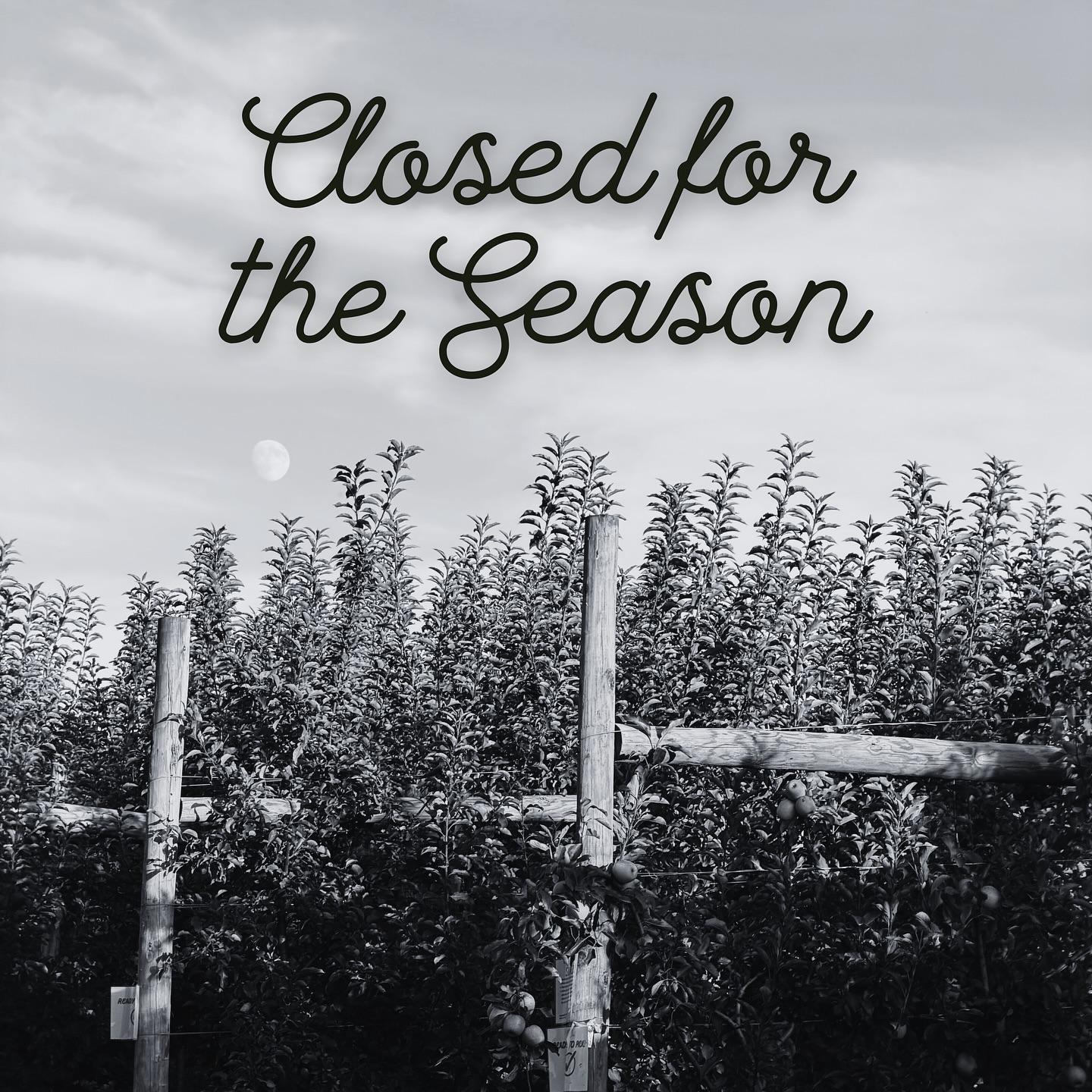 We are now closed for the season at Annie’s Orchard! Thank you for a wonderful fall and for sharing such wonderful memories with us! @stonetavernorchards will be open for Fall Festivities still (Saturday 11/15 & Sunday 11/16)! Stay tuned to see to see what we’ll be up to in the off season!🩷