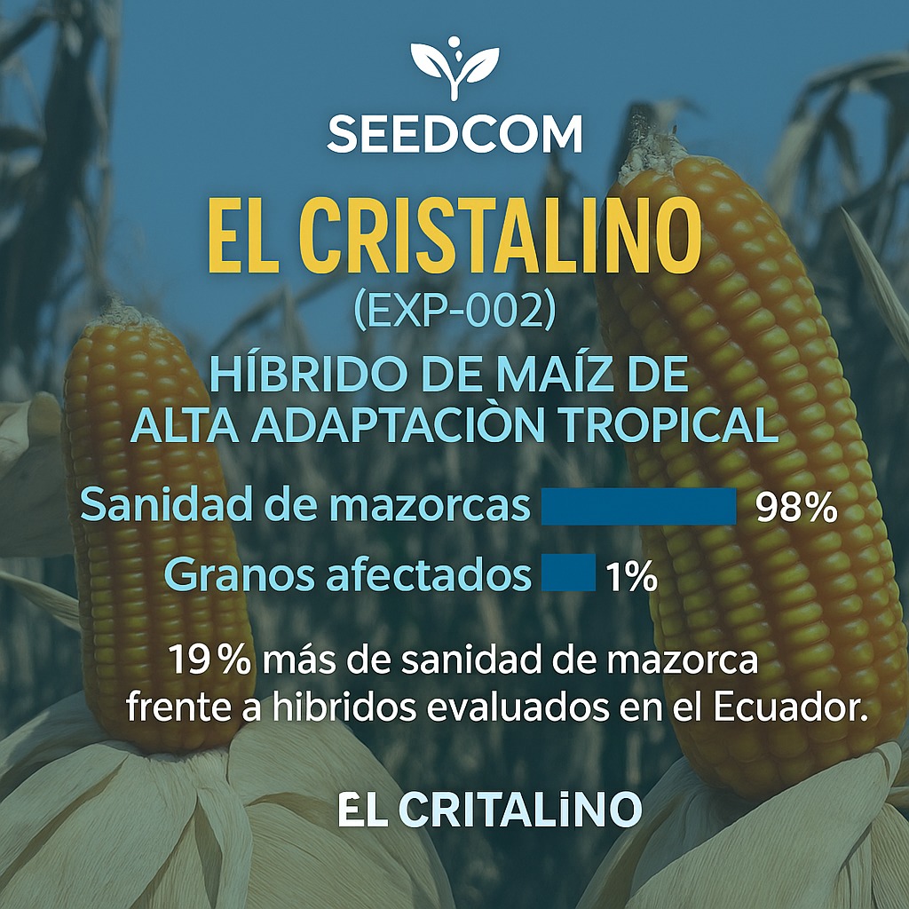 Hibrido de Maíz, de cruzamiento de dos Lineas genéticamente puras, desarrollado para regiones tropicales con climas de Alta Temperatura y Ata Humedad. Su tipo de grano Cristalino anaranjado permite al agricultor contar con un grano comercial de alta tolerancia a enfermedades de la mazorca, su buen porte y alto estado verde le permite ser un hibrido de doble propósito (Grano y Forraje).