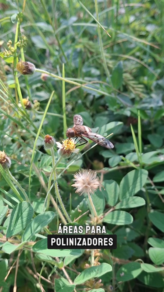 Sembrando #JardinesPolinizadores en el Centro de Investigación de los Sistemas Costeros y Continentales 🐝🦜
#polinizadores #educacionambiental #biodiversidad #jardinespolinizadores