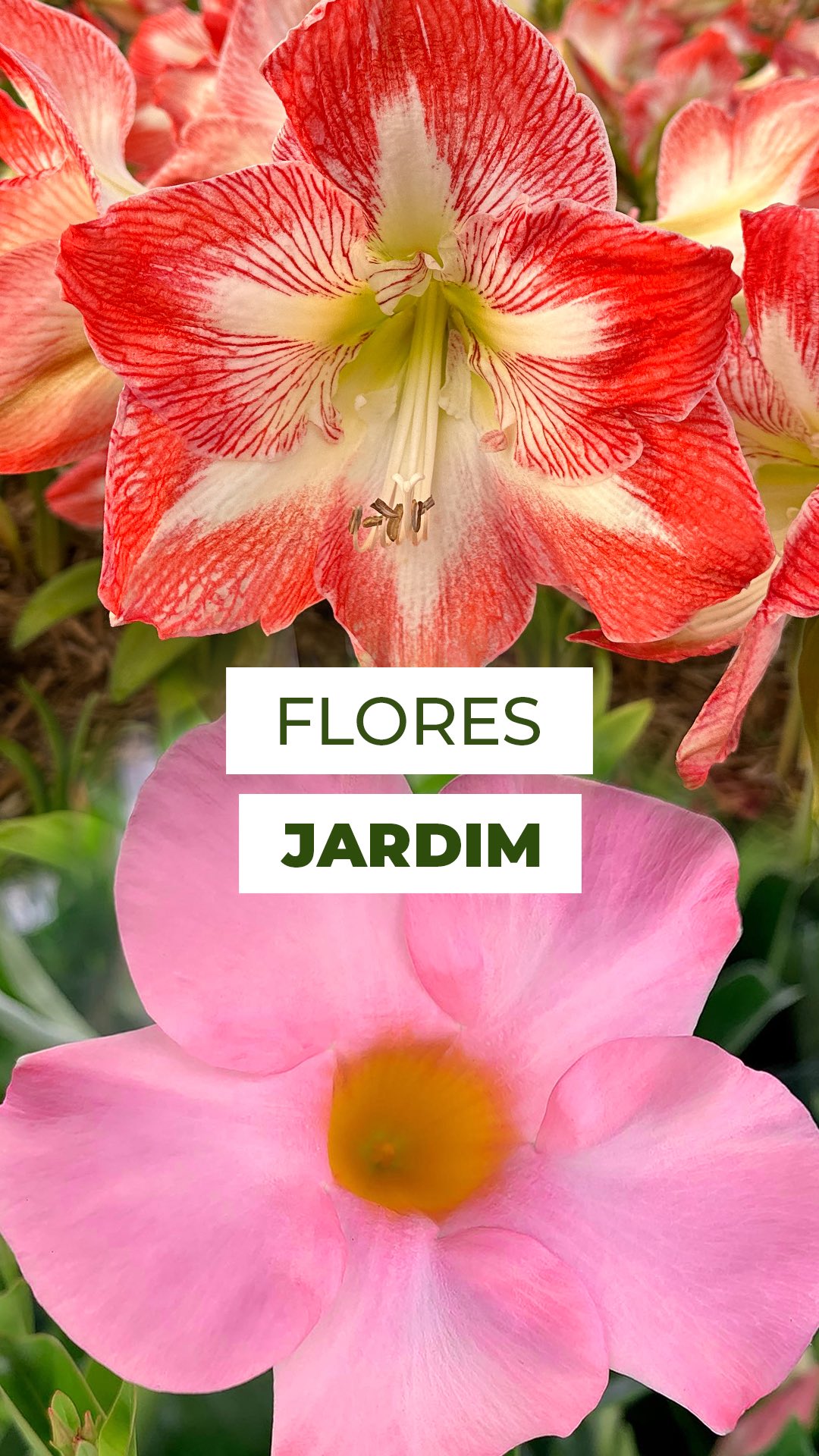 Quer deixar seu jardim florido?
Essas quatro queridinhas que transformam qualquer espaço! ✨
🌼 Mandevilla: garantia de flores, basta sol pleno para ela explodir em cor.
🌺 Amaryllis: flores enormes que surgem na primavera e roubam a cena.
🌸 Rosa do Deserto: formato único e variedades diversas… ela ama sol forte.
🪻 Lavanda: perfumada, delicada e ainda ajuda a afastar insetos.
Agora me conta: qual delas você teria no seu jardim? 👇
#flores #jardinagem #mandevilla #dipladenia #rosequeen #amaryllis #hippeastrum #rosadodeserto #adenium #adeniumobesum #lavanda #lavandula #lavandulaangustifolia #lavanduladentata #plantasqueamo #jardimflorido #plantasdicas #amantedasplantas #floridootodo #dicasdejardinagem #plantasbrasileiras #primavera